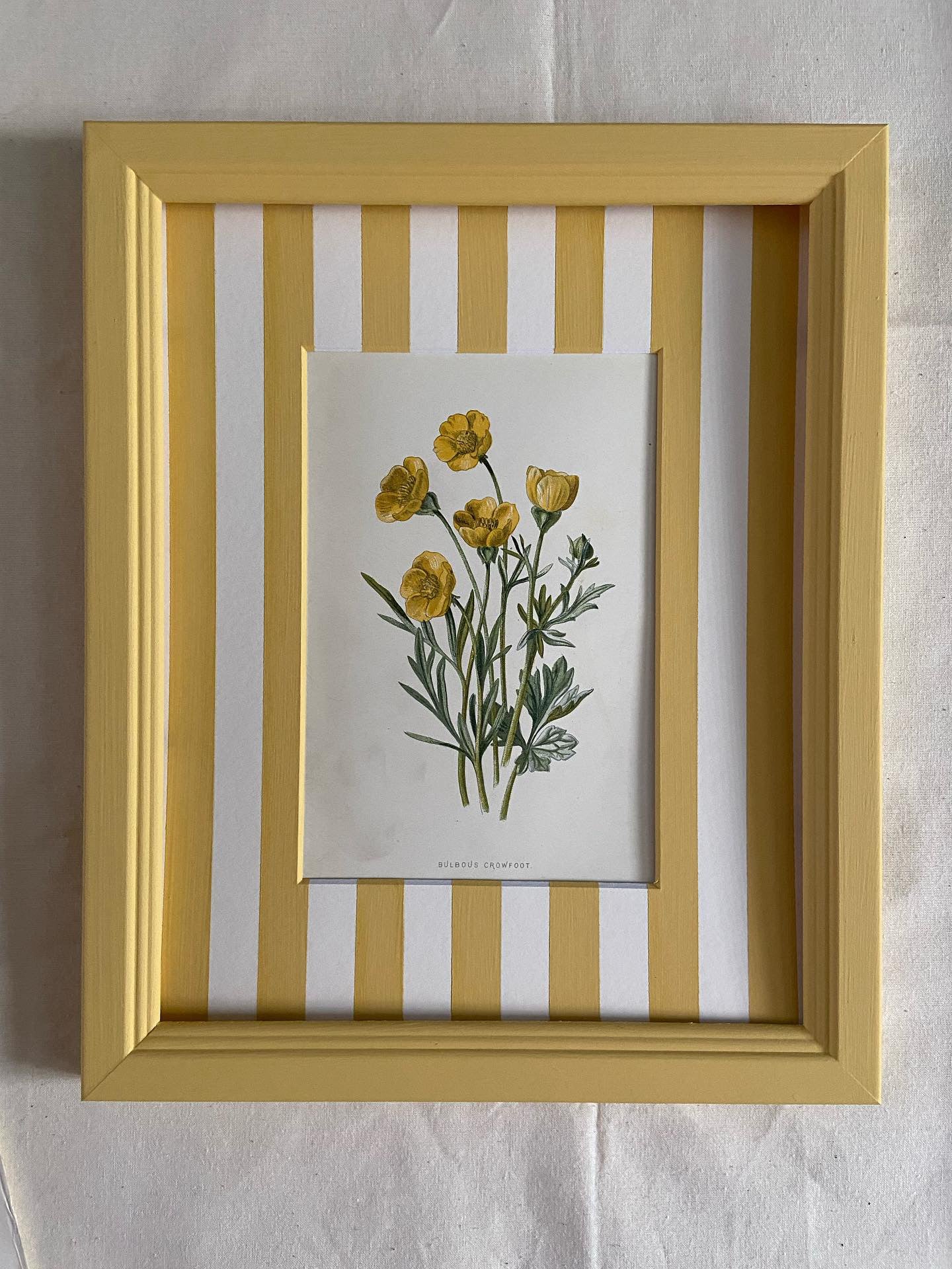 Botanical print in a yellow frame with stripe mount, Collins and Green Art