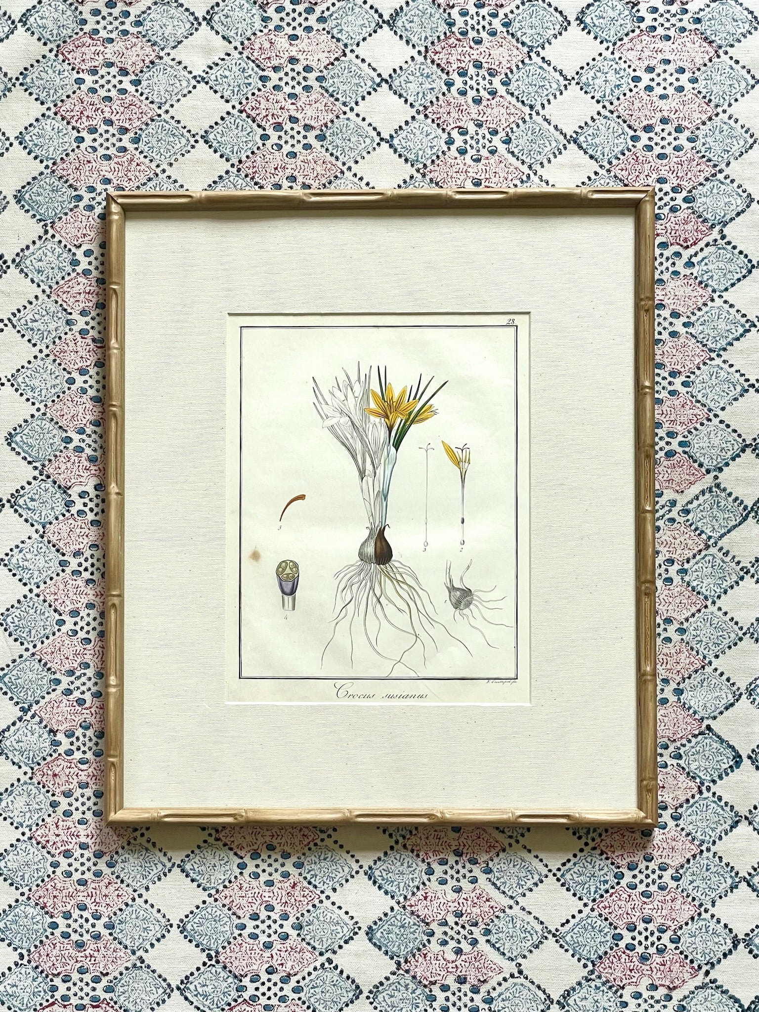 1853 Hand Coloured Botanical Prints Guimpel
