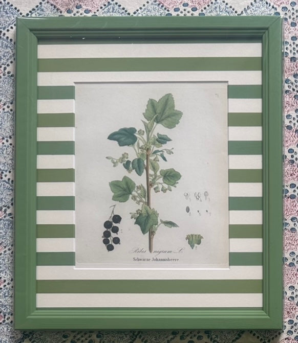 Berries Nineteenth Century Antique Prints