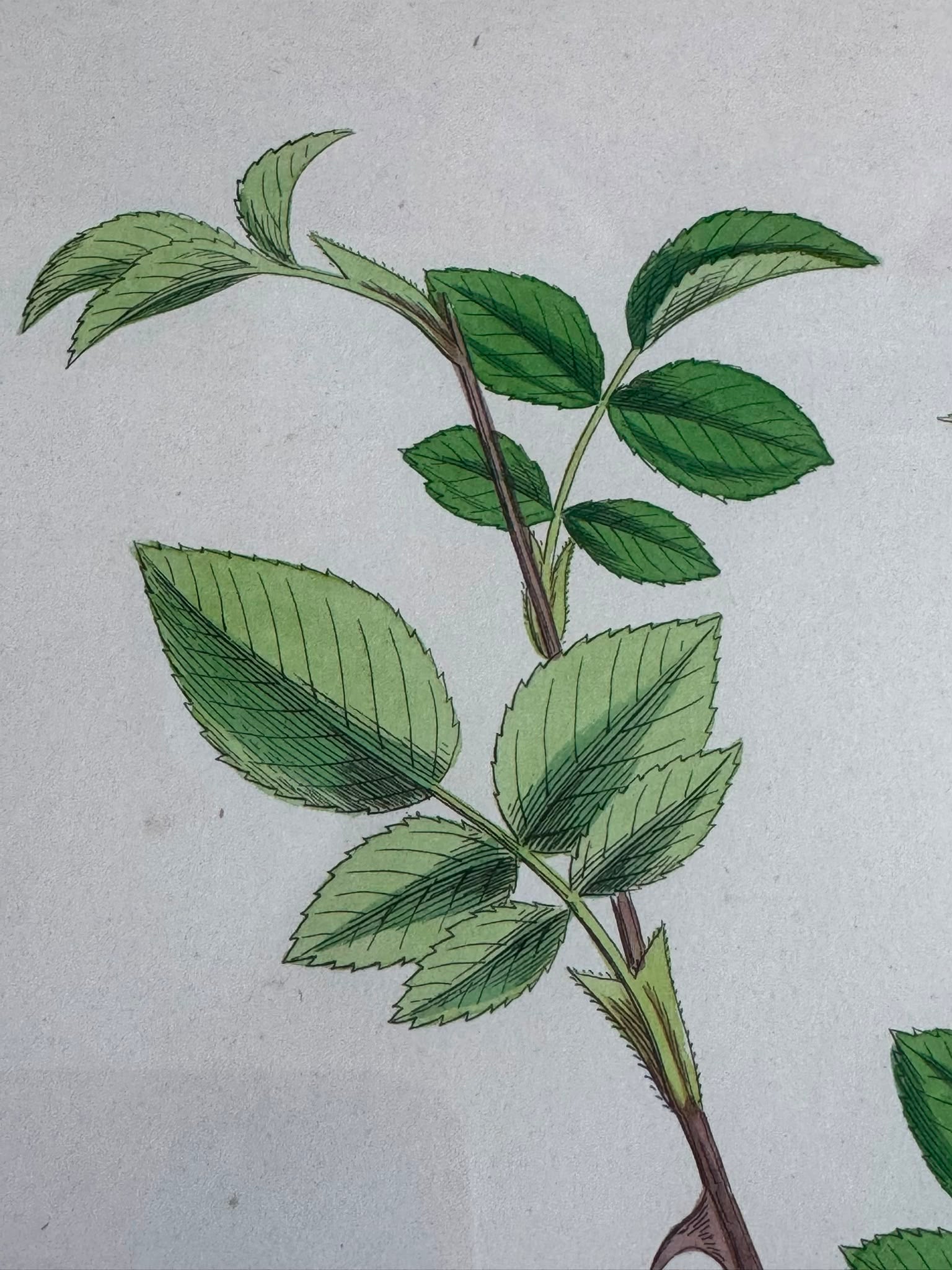 Victorian Illustration 1863