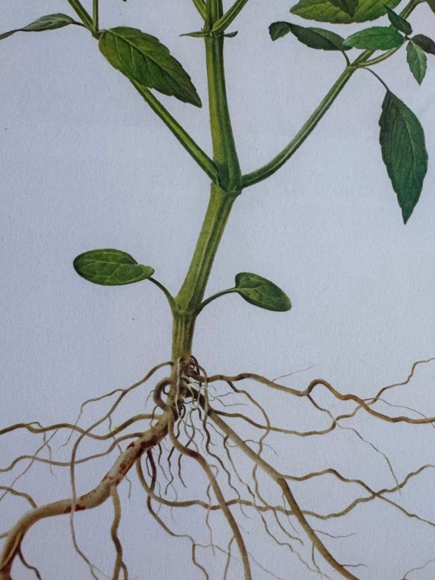 French Botanical Ilustration