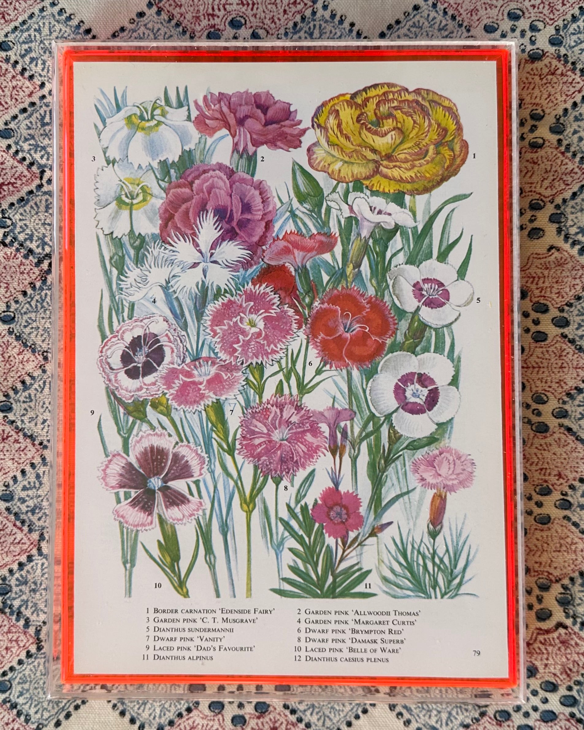 Funky Neon Bookplates