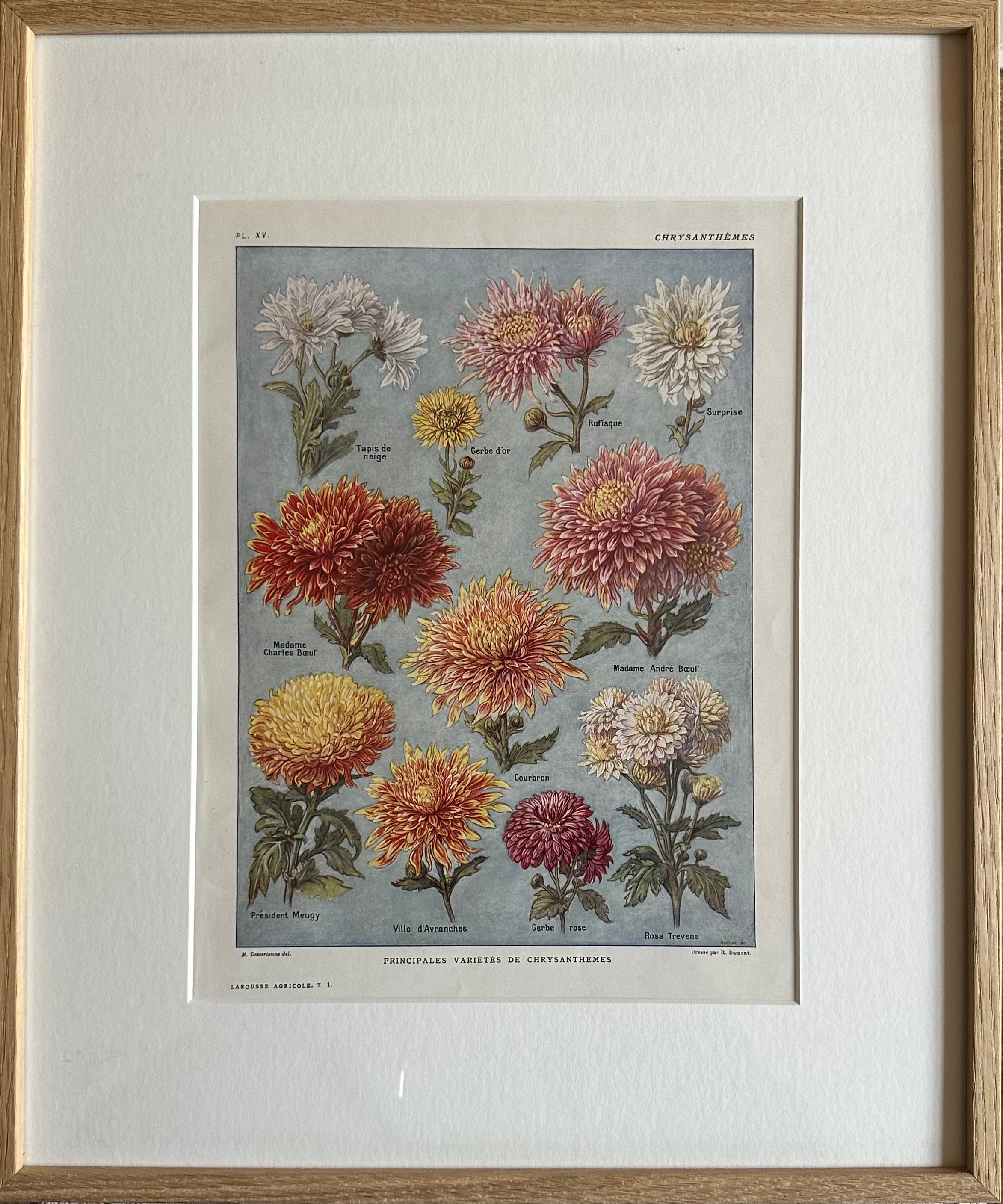 Chrysanthanums