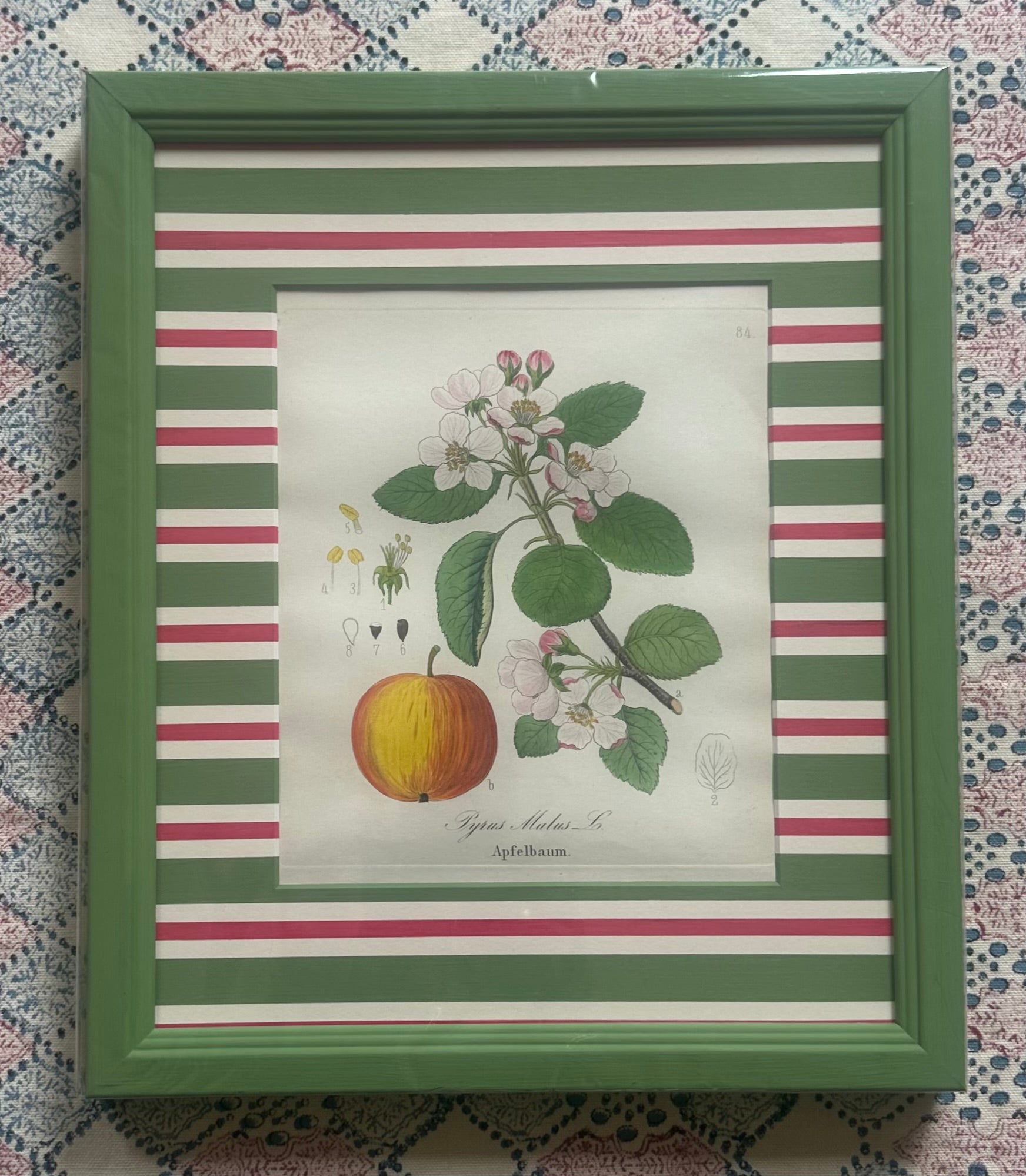 Apple and Pear Nineteenth Century Antique Prints