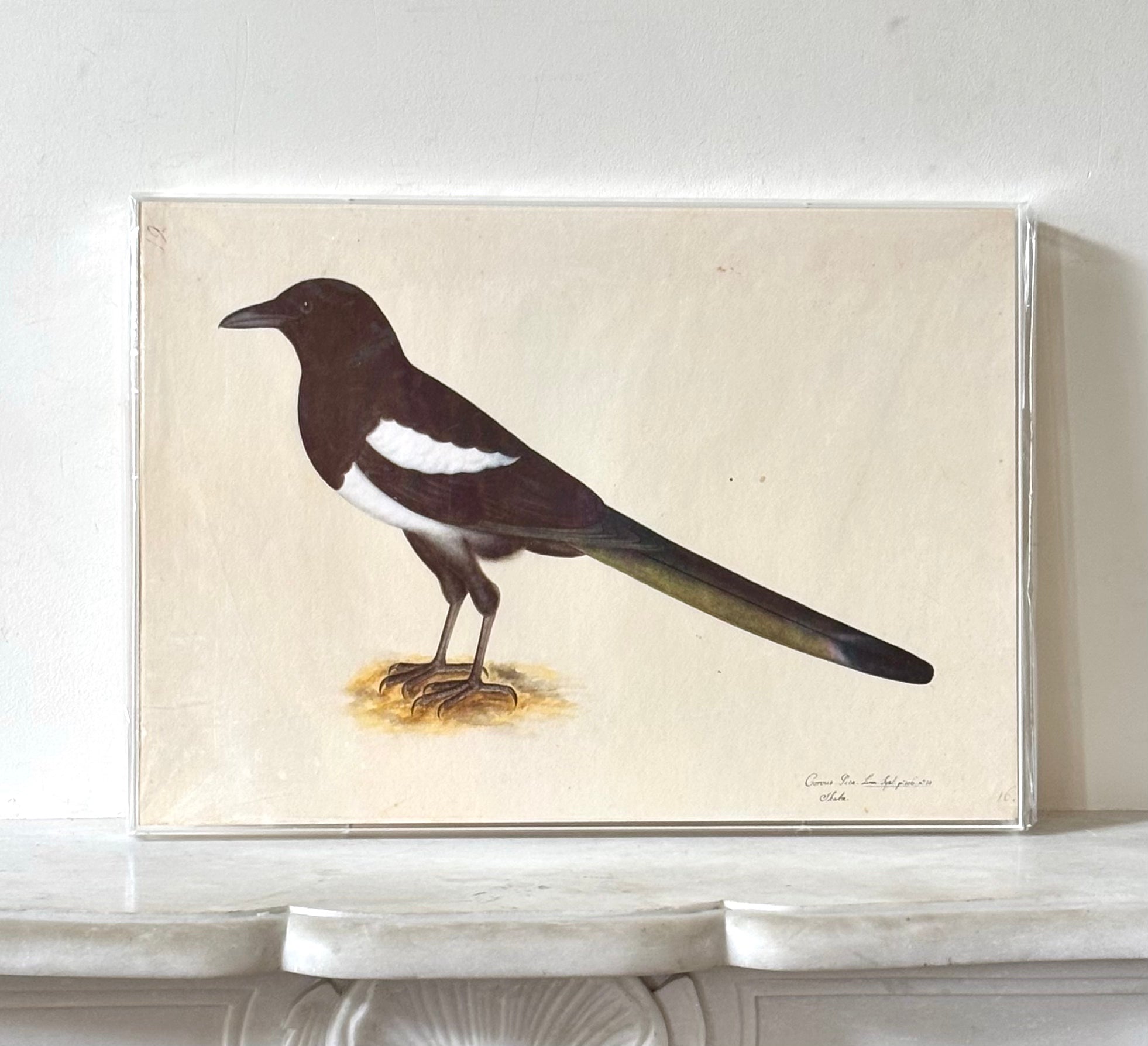 Swedish Bird Prints