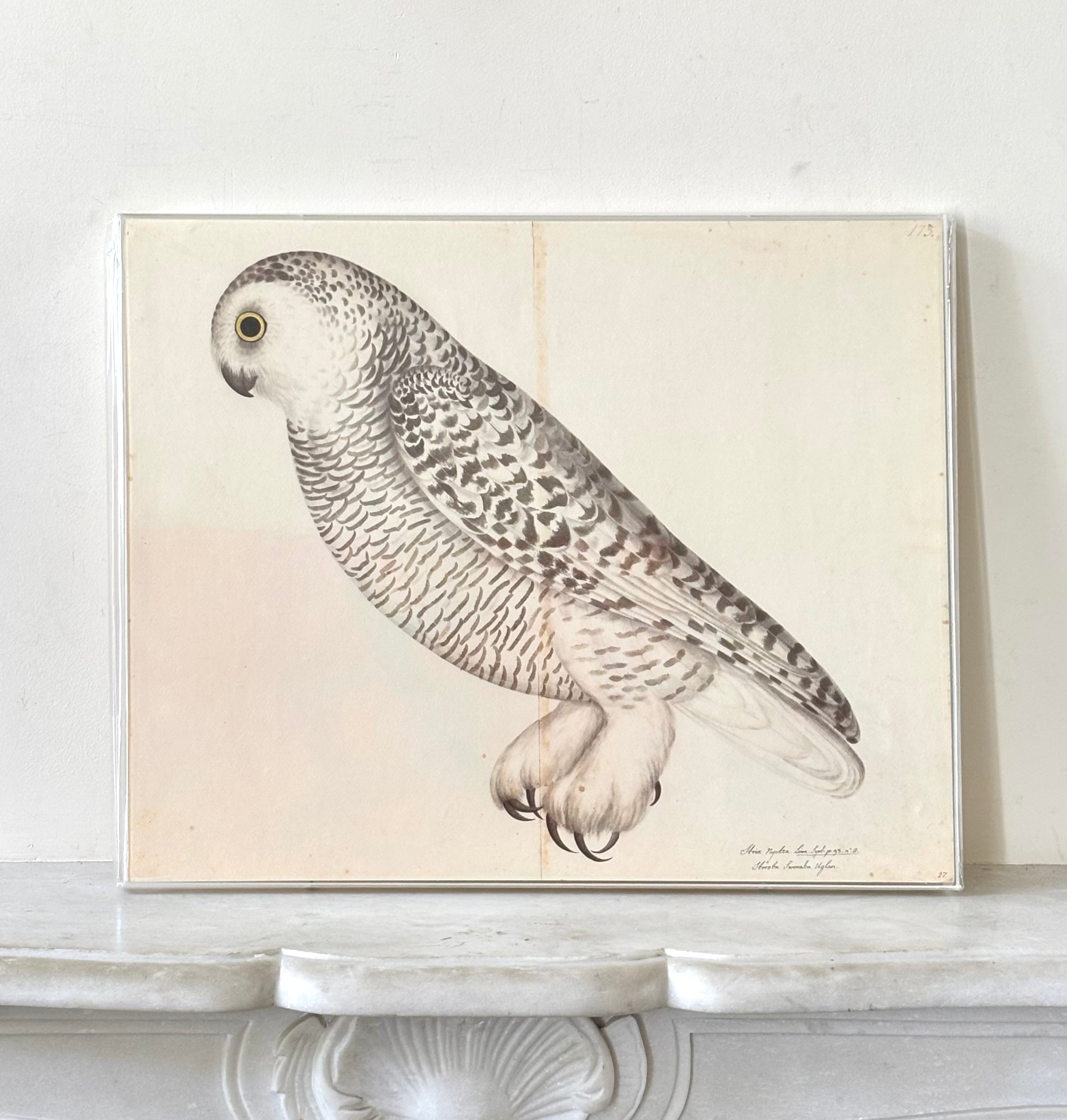 Swedish Bird Prints
