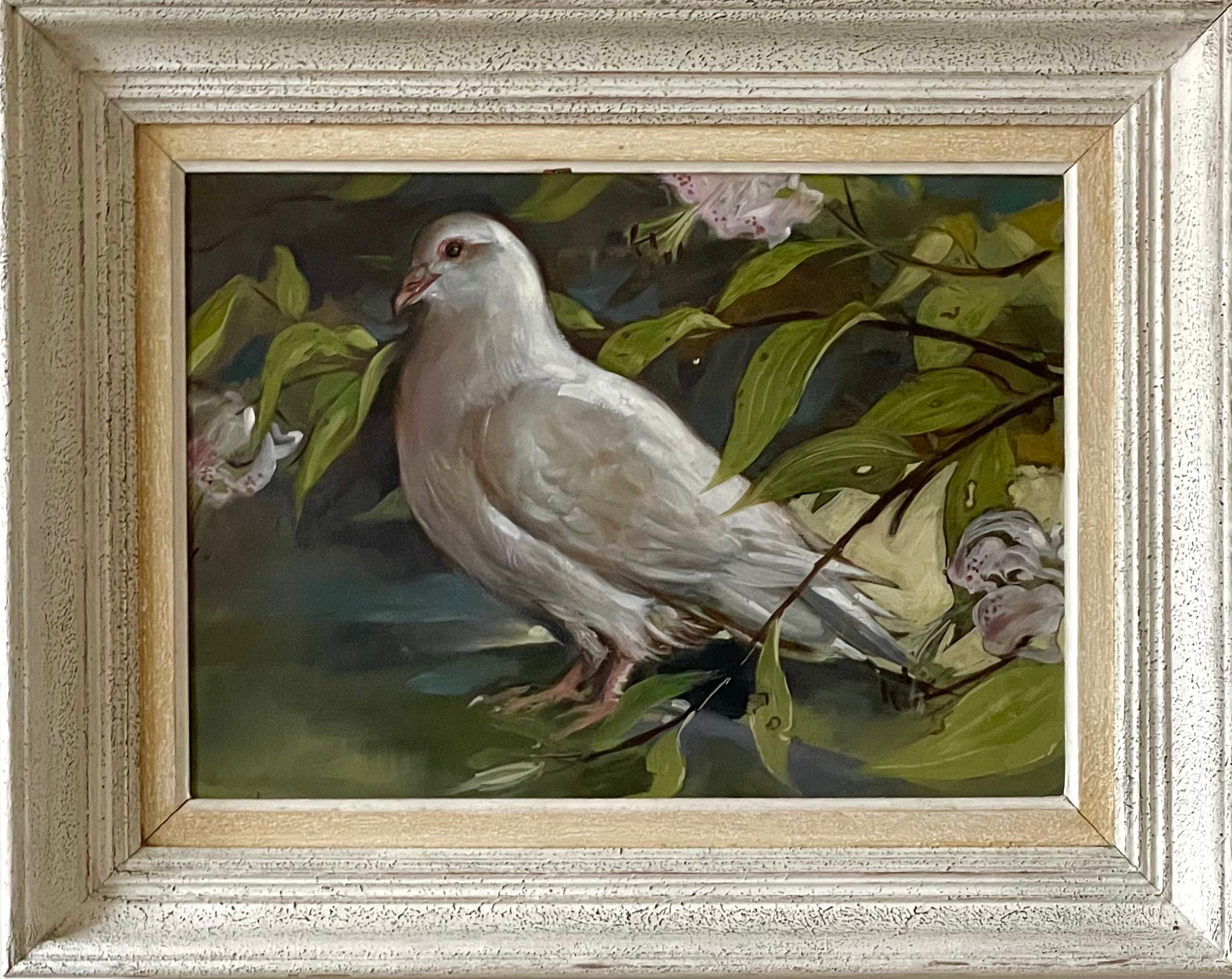 White Dove