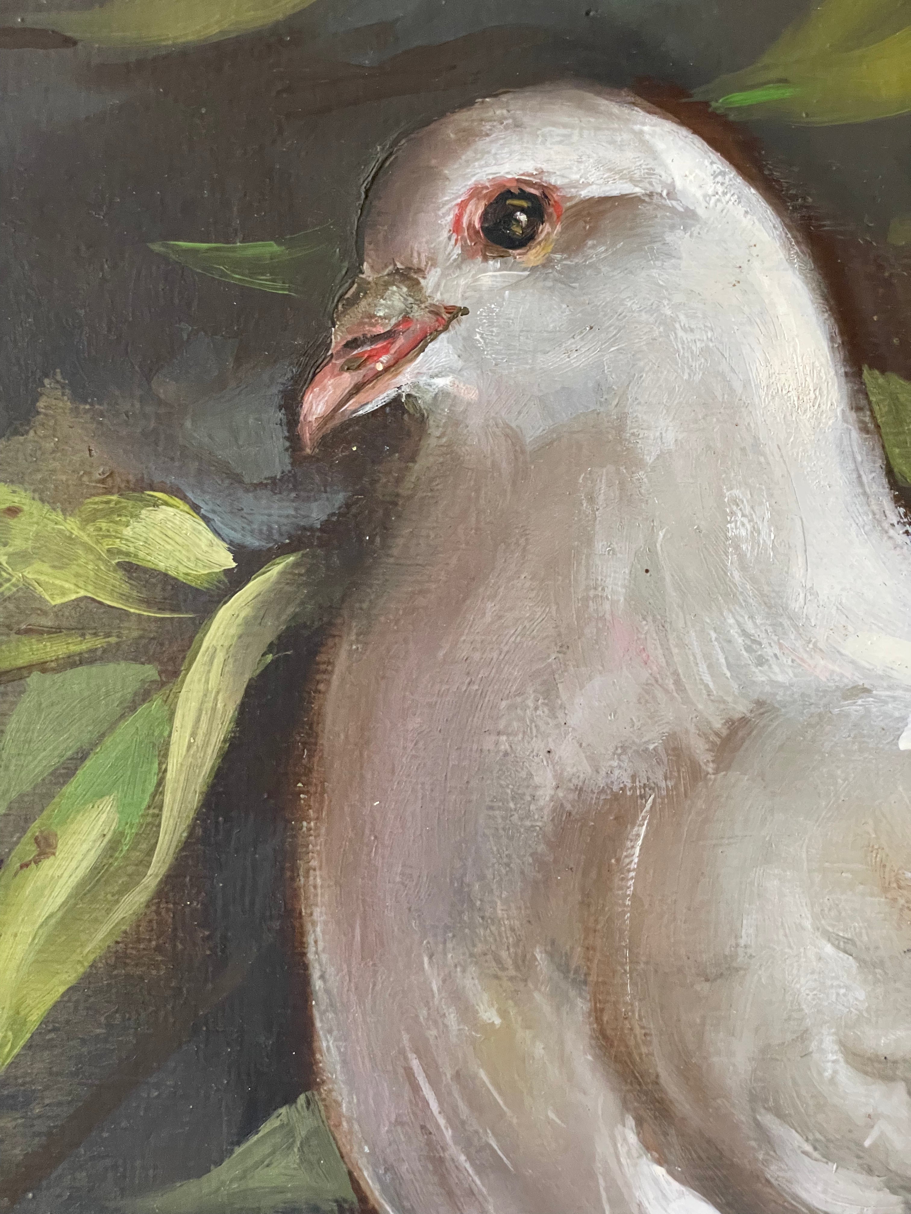 White Dove