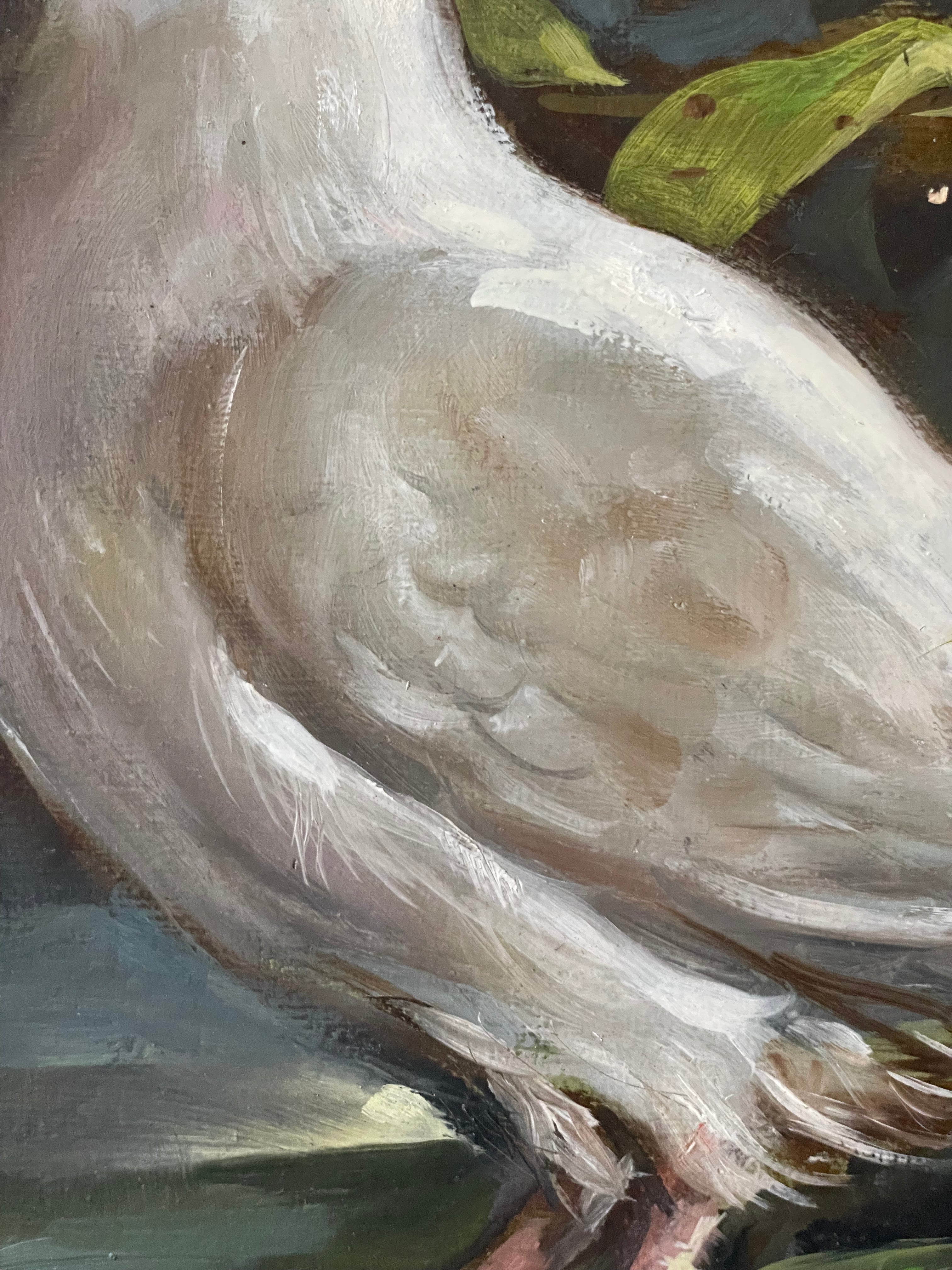 White Dove