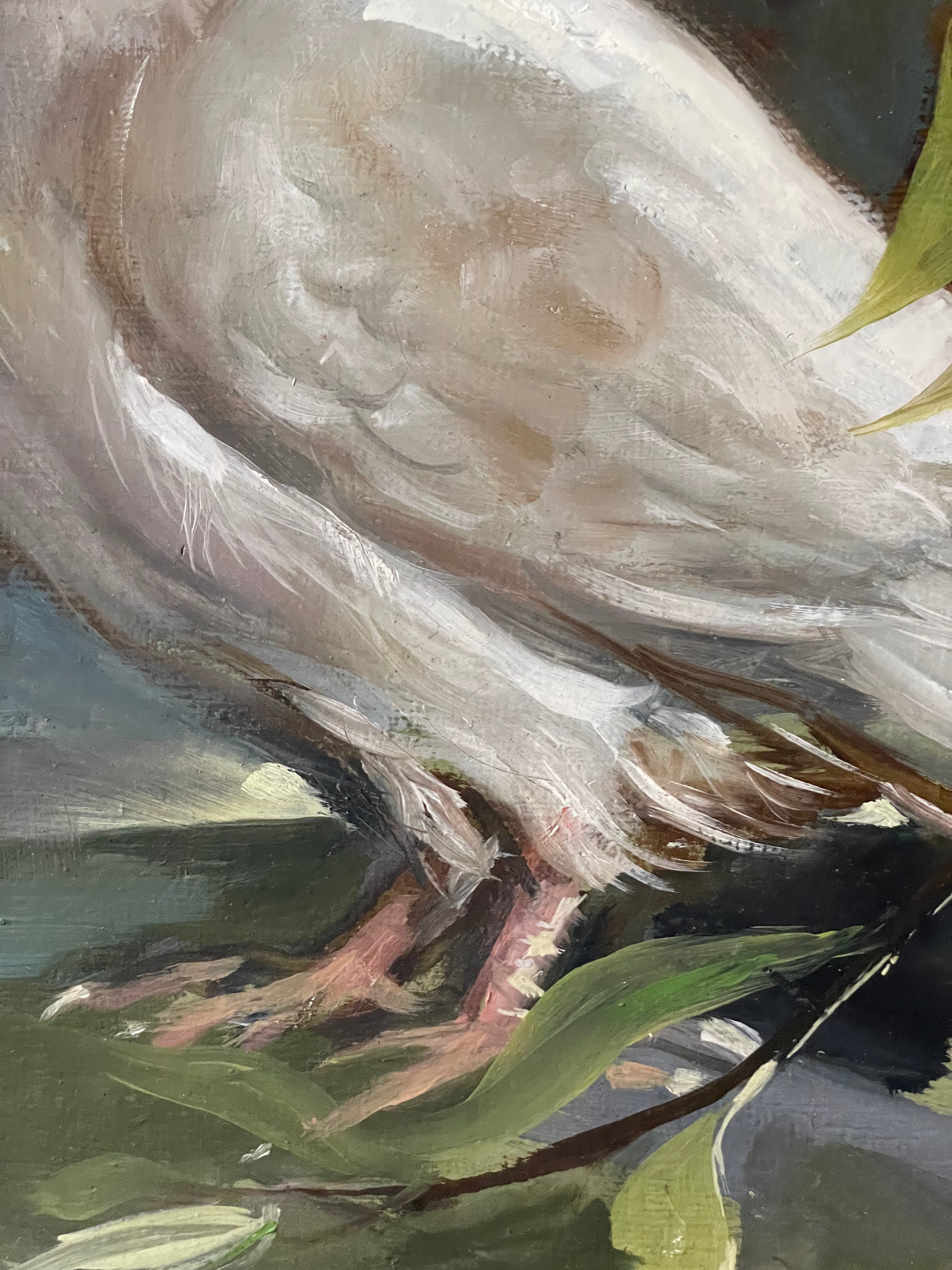 White Dove