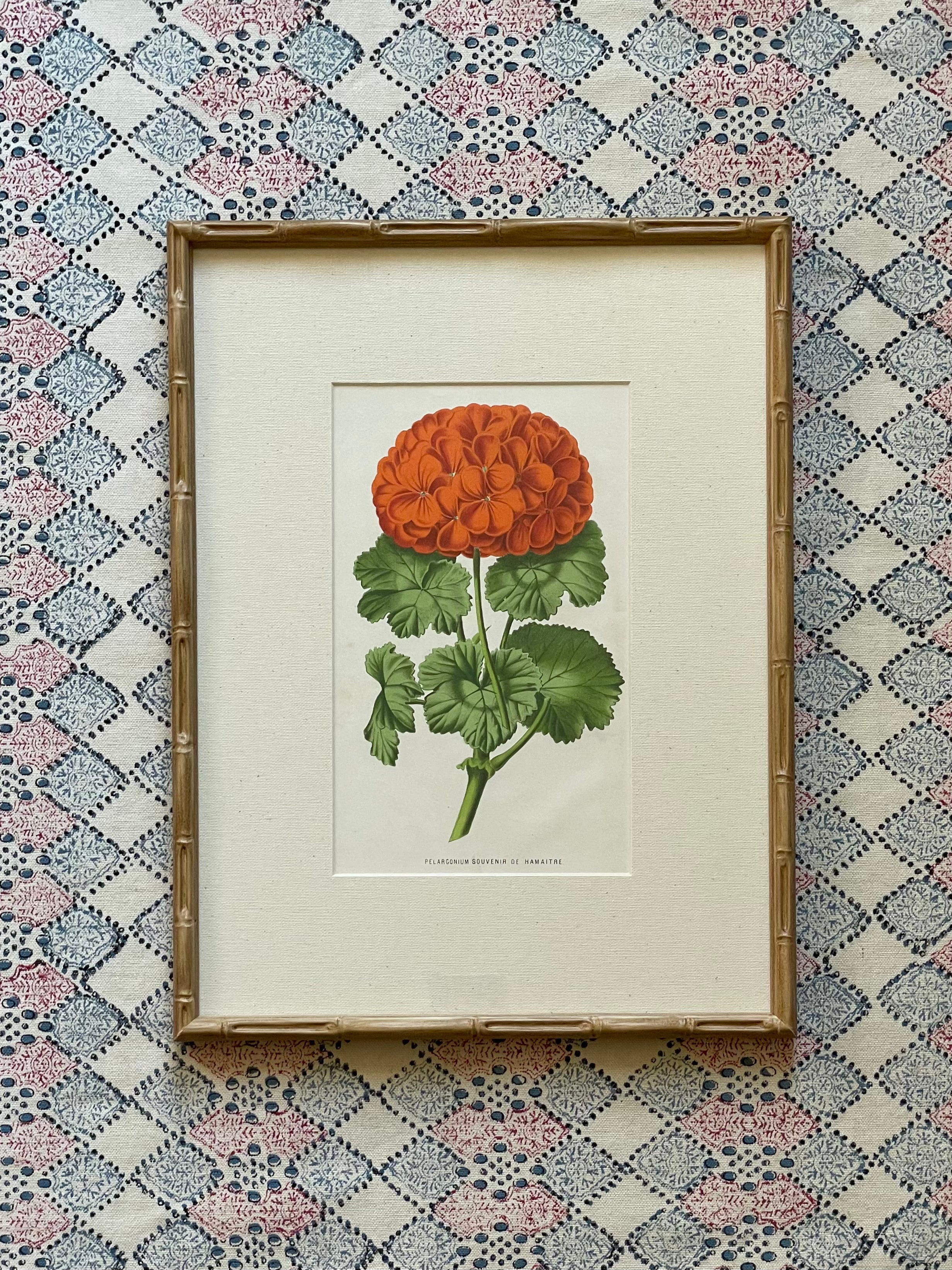 Vintage Geranium Prints