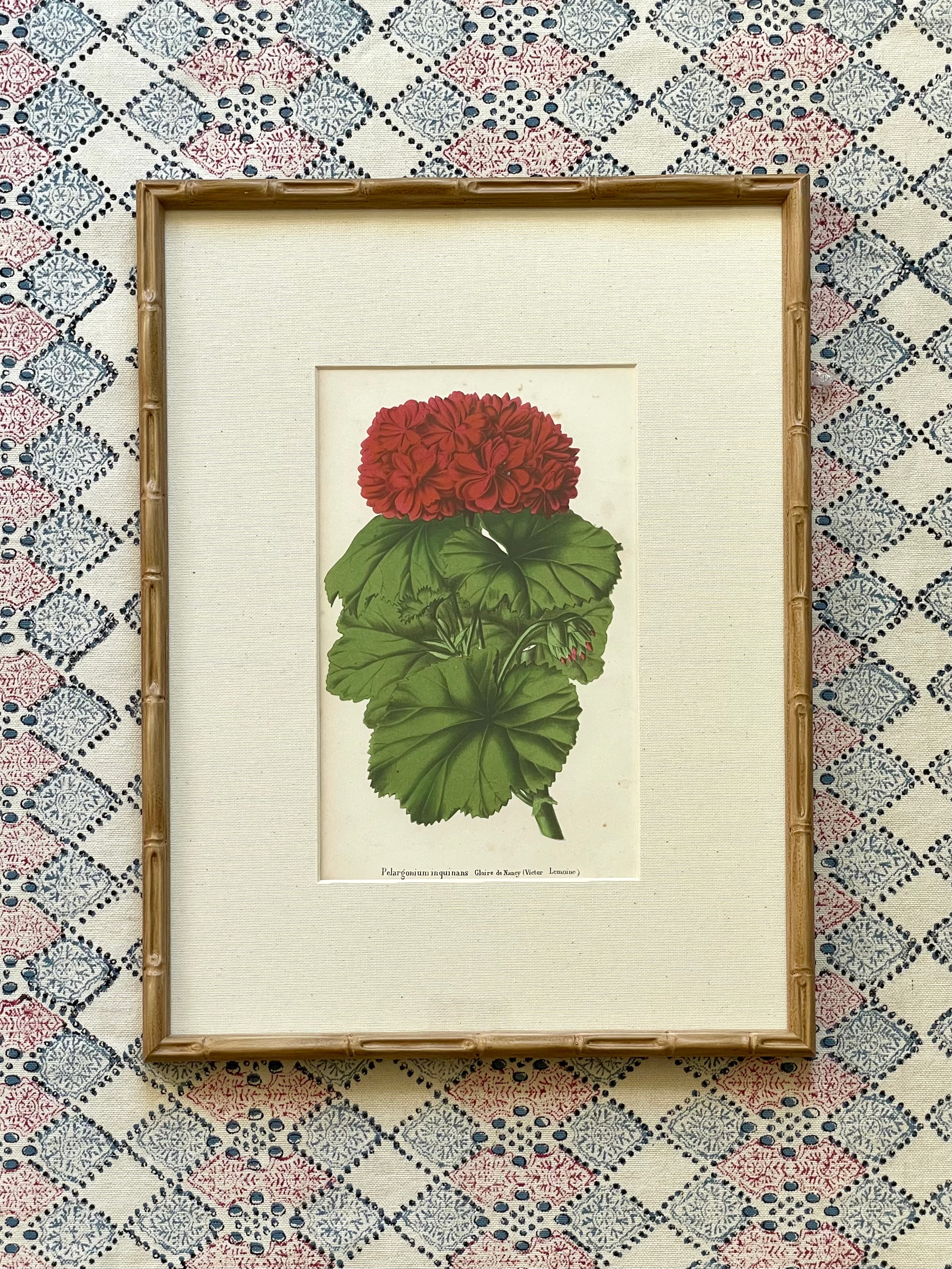 Vintage Geranium Prints