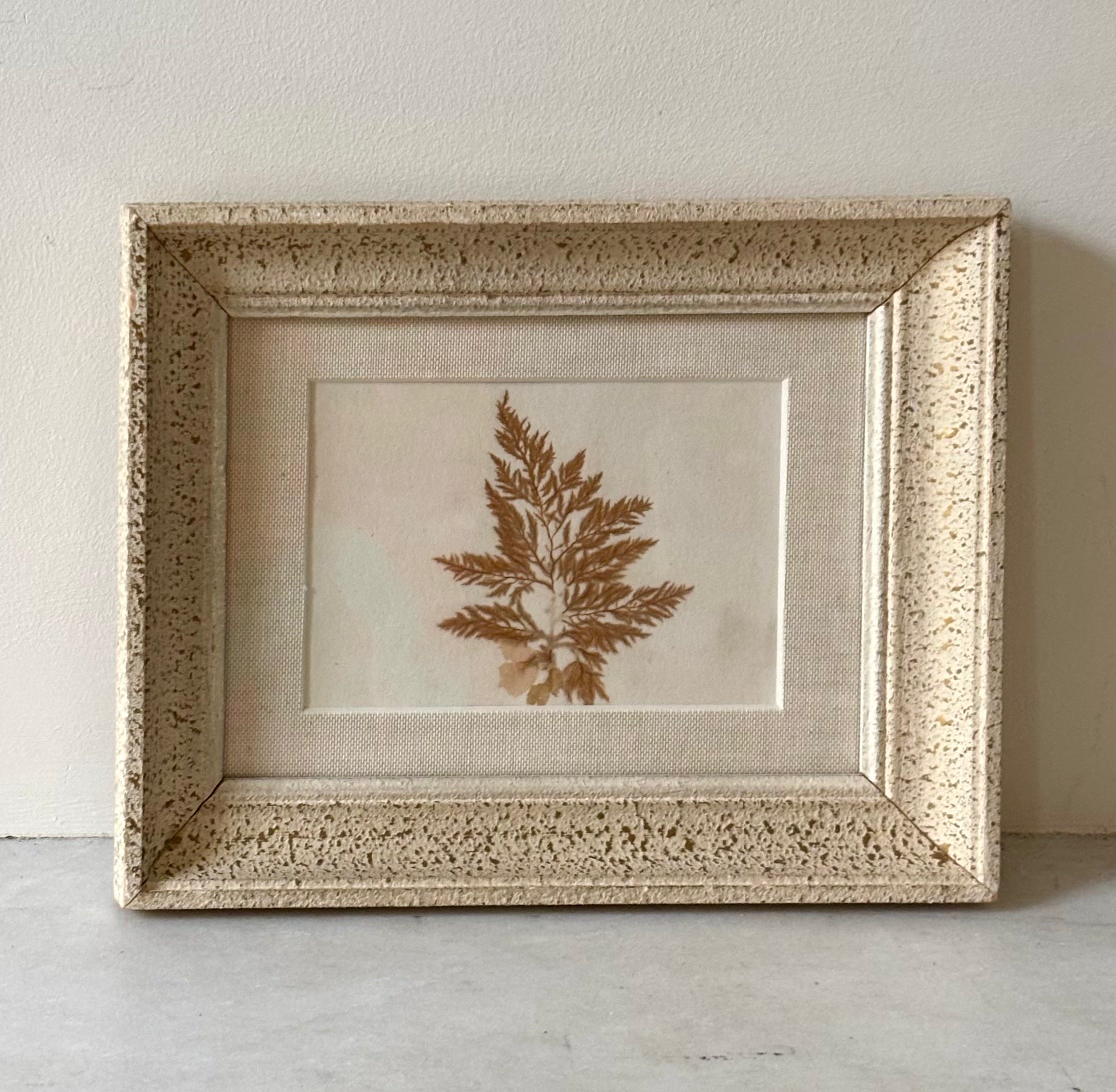 Vintage Pressed Seaweeds