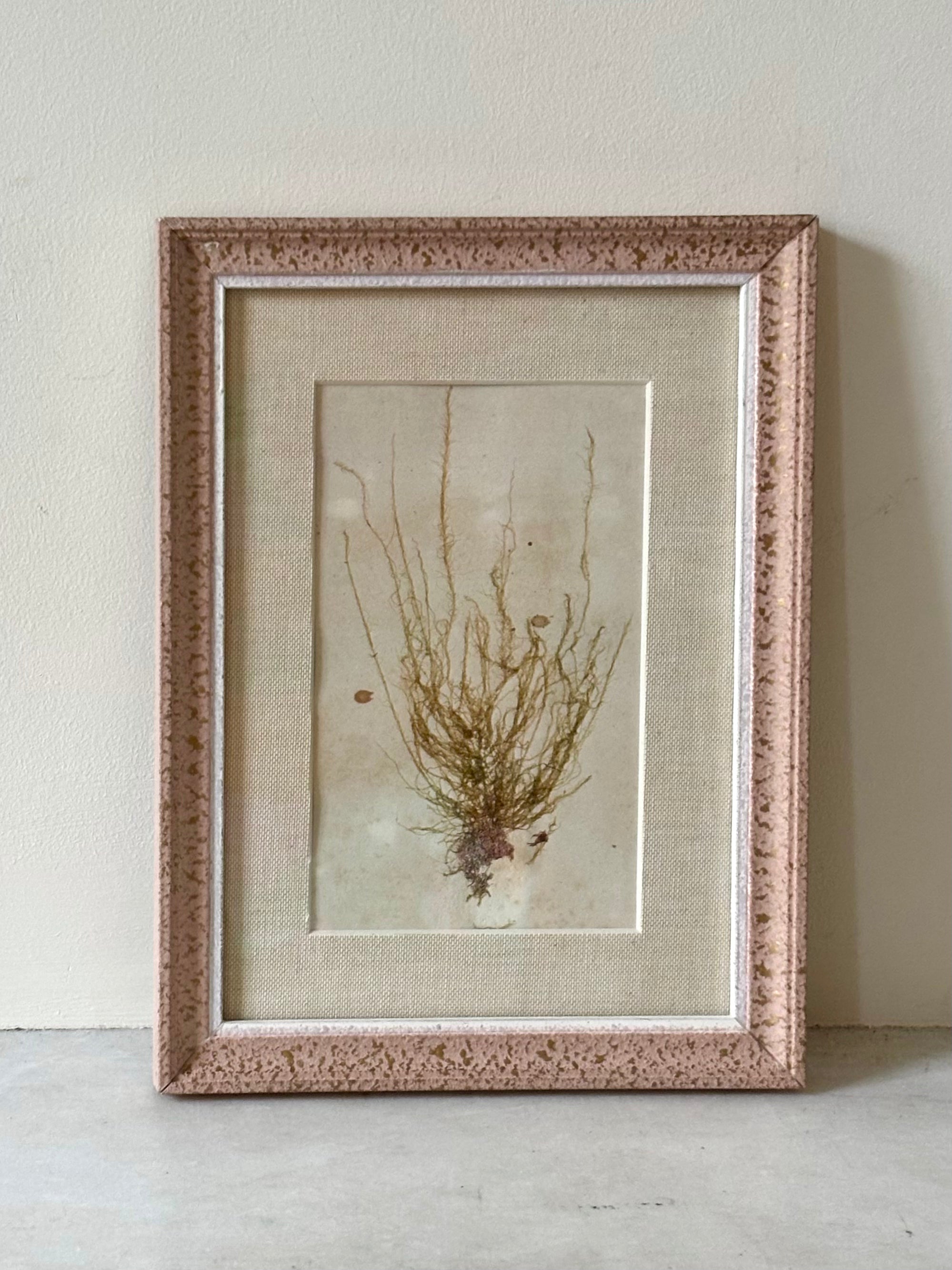 Vintage Pressed Seaweeds
