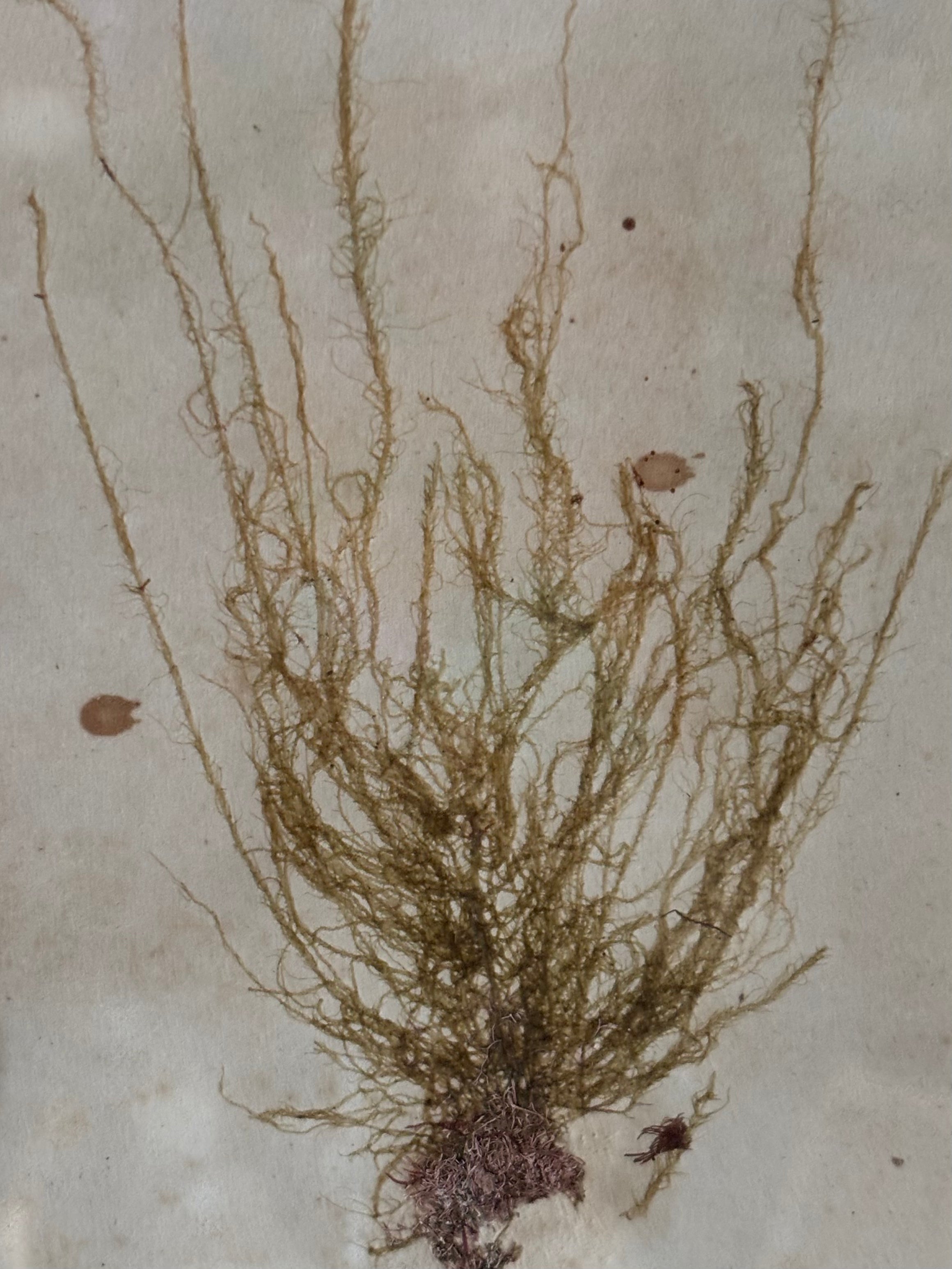 Vintage Pressed Seaweeds