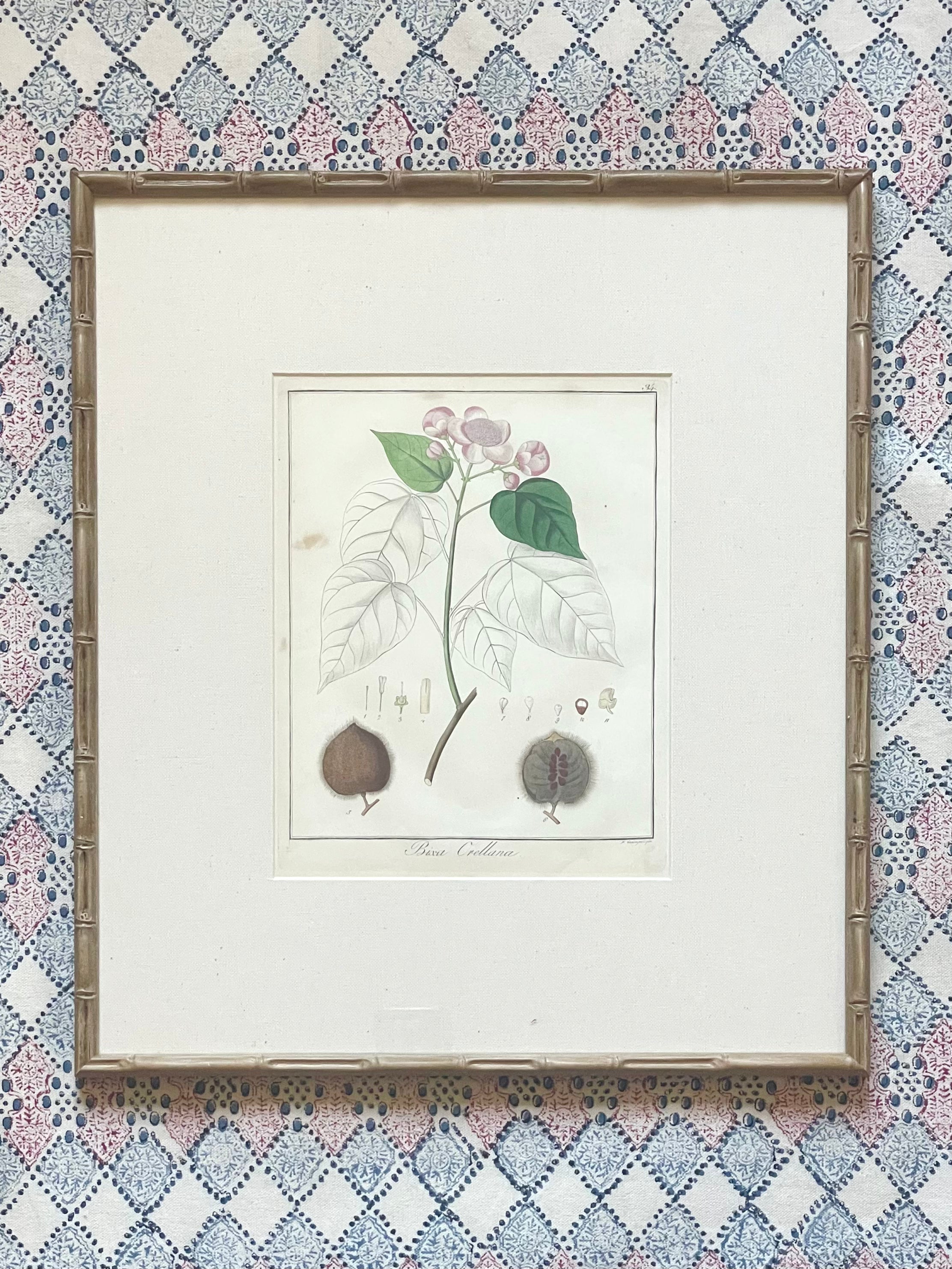 Large 1853 Guimpel Botanical Prints