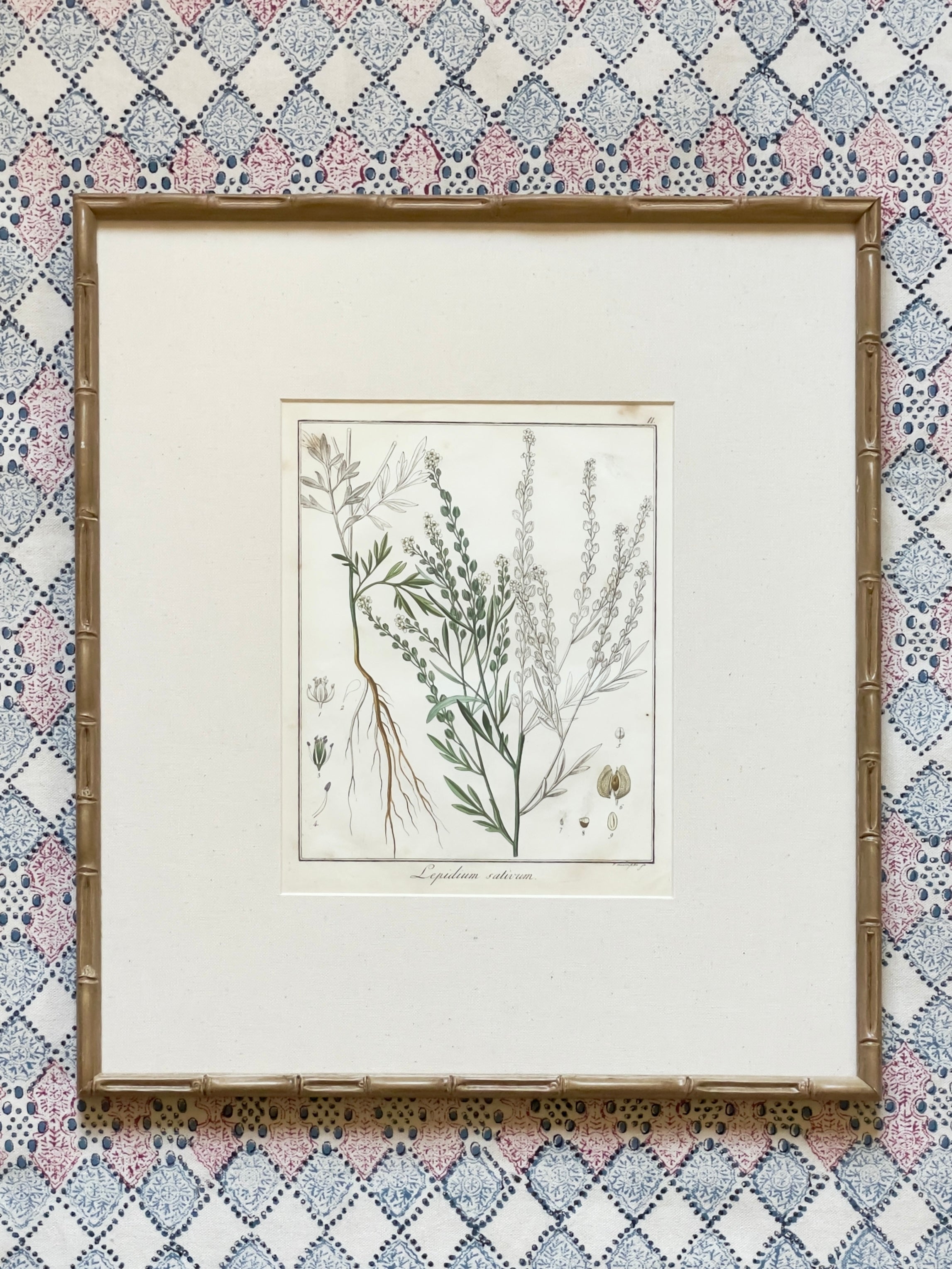 Large 1853 Guimpel Botanical Prints