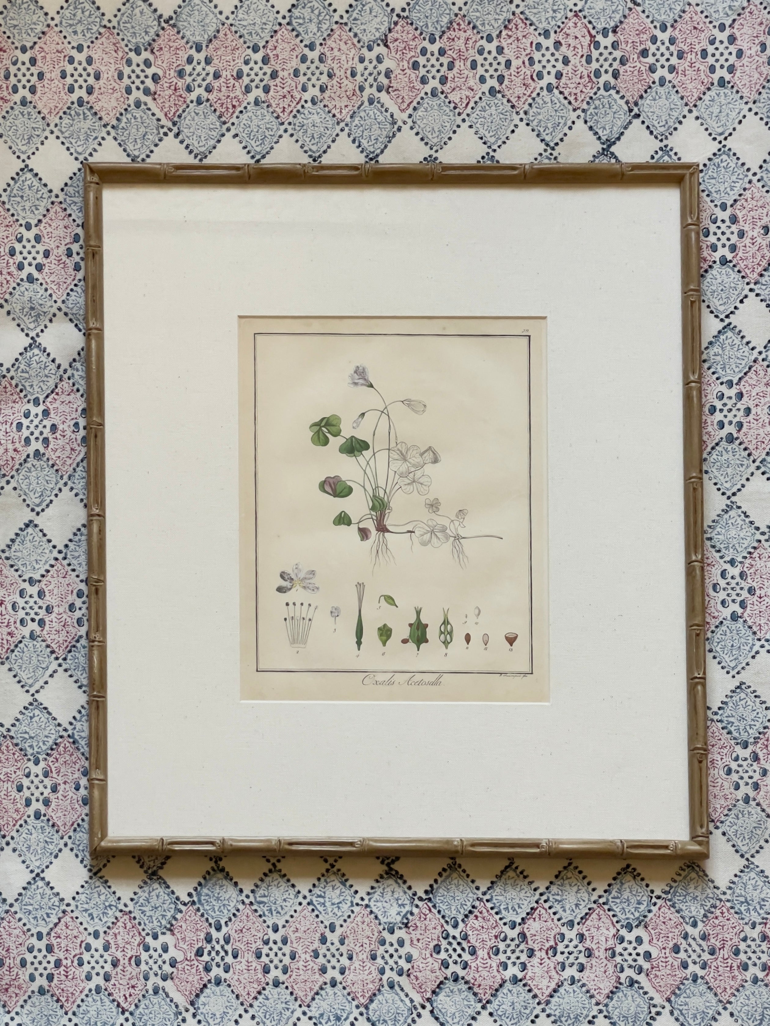 Large 1853 Guimpel Botanical Prints