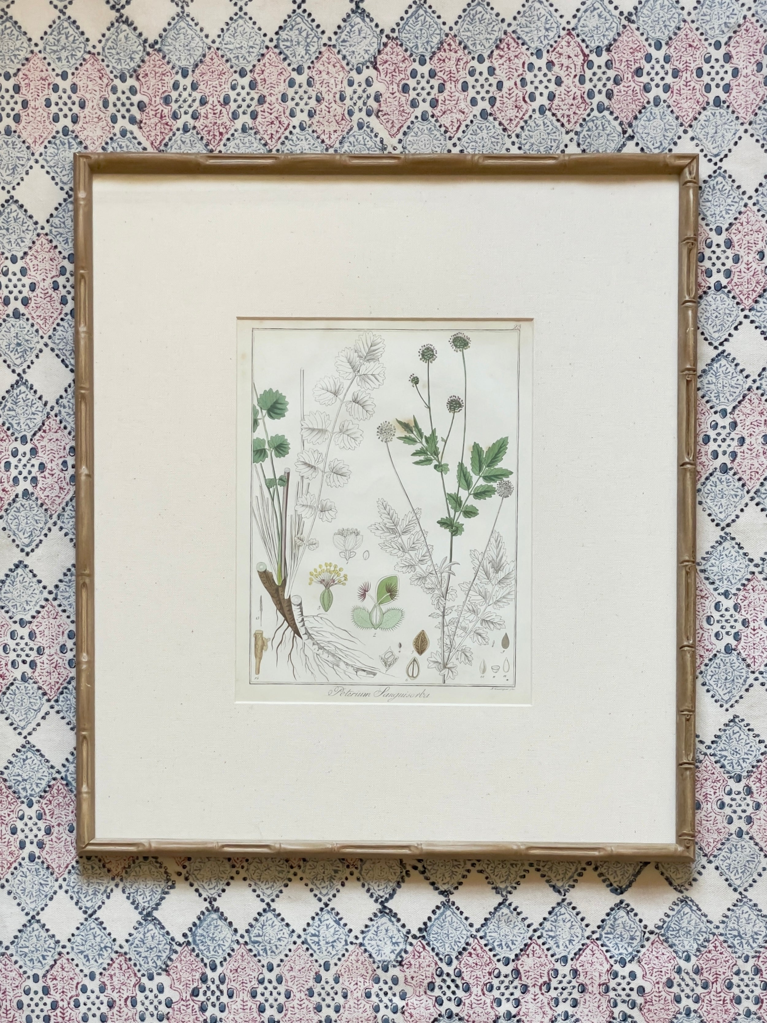 Large 1853 Guimpel Botanical Prints