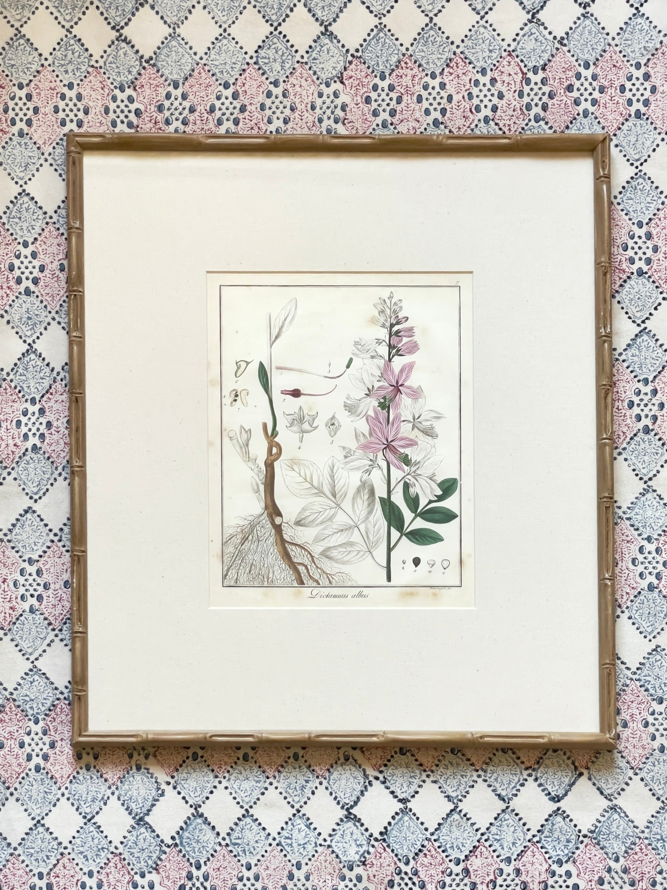 Large 1853 Guimpel Botanical Prints