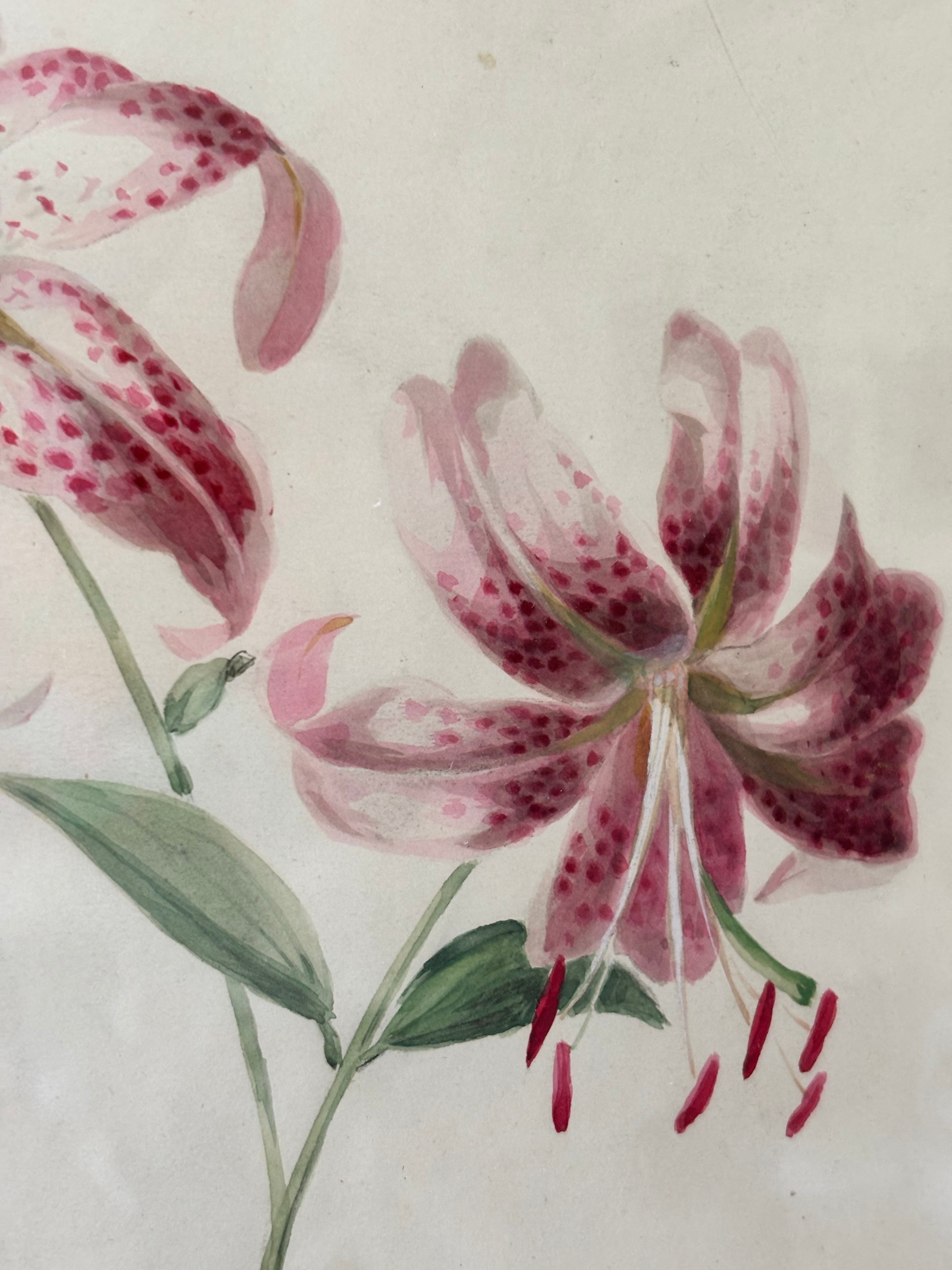Tiger Lilies