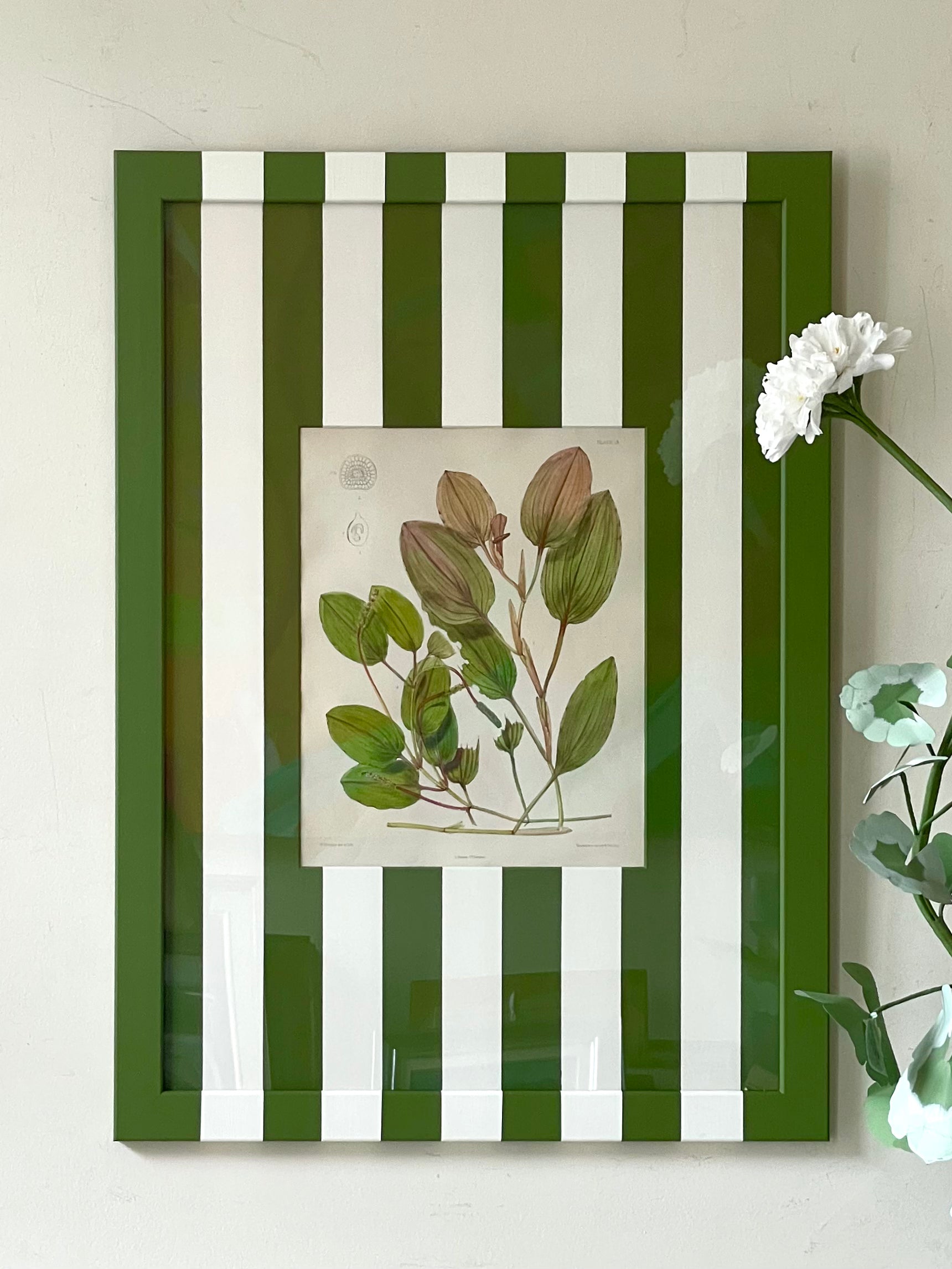 Large Green Striped Botanicals