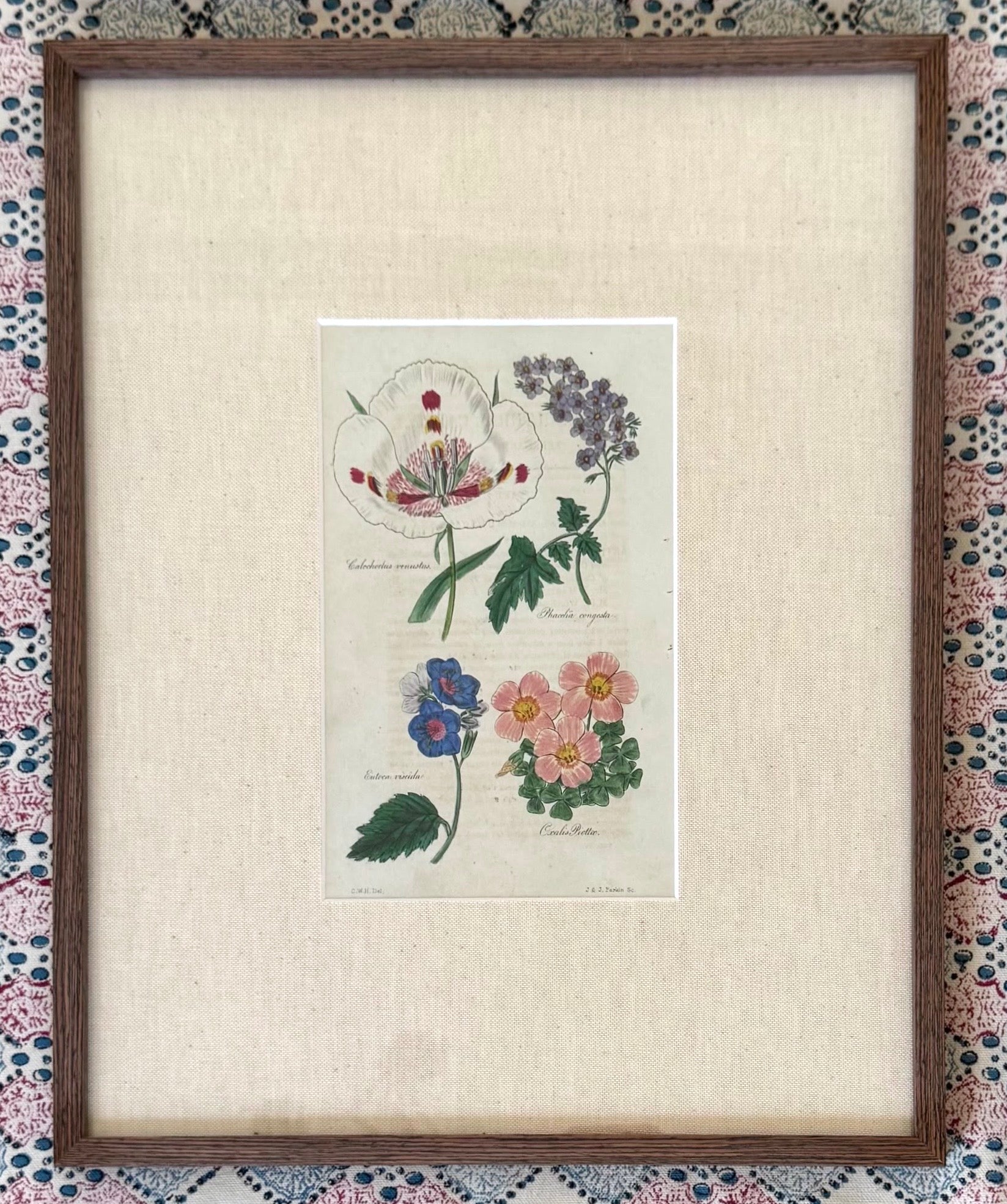 Floricultural Cabinet Prints