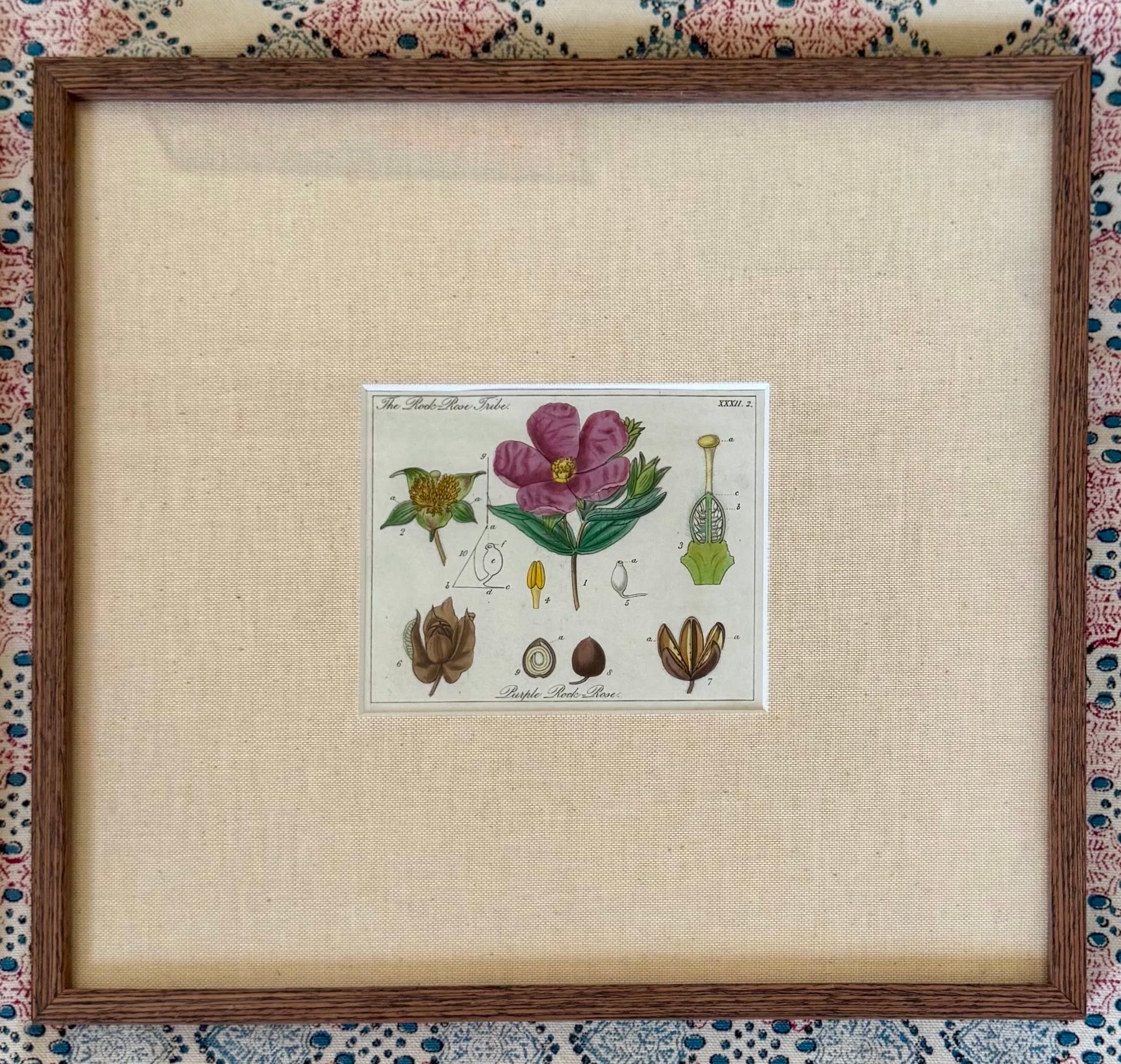 Small Hand Coloured 19th Century Botanical Prints