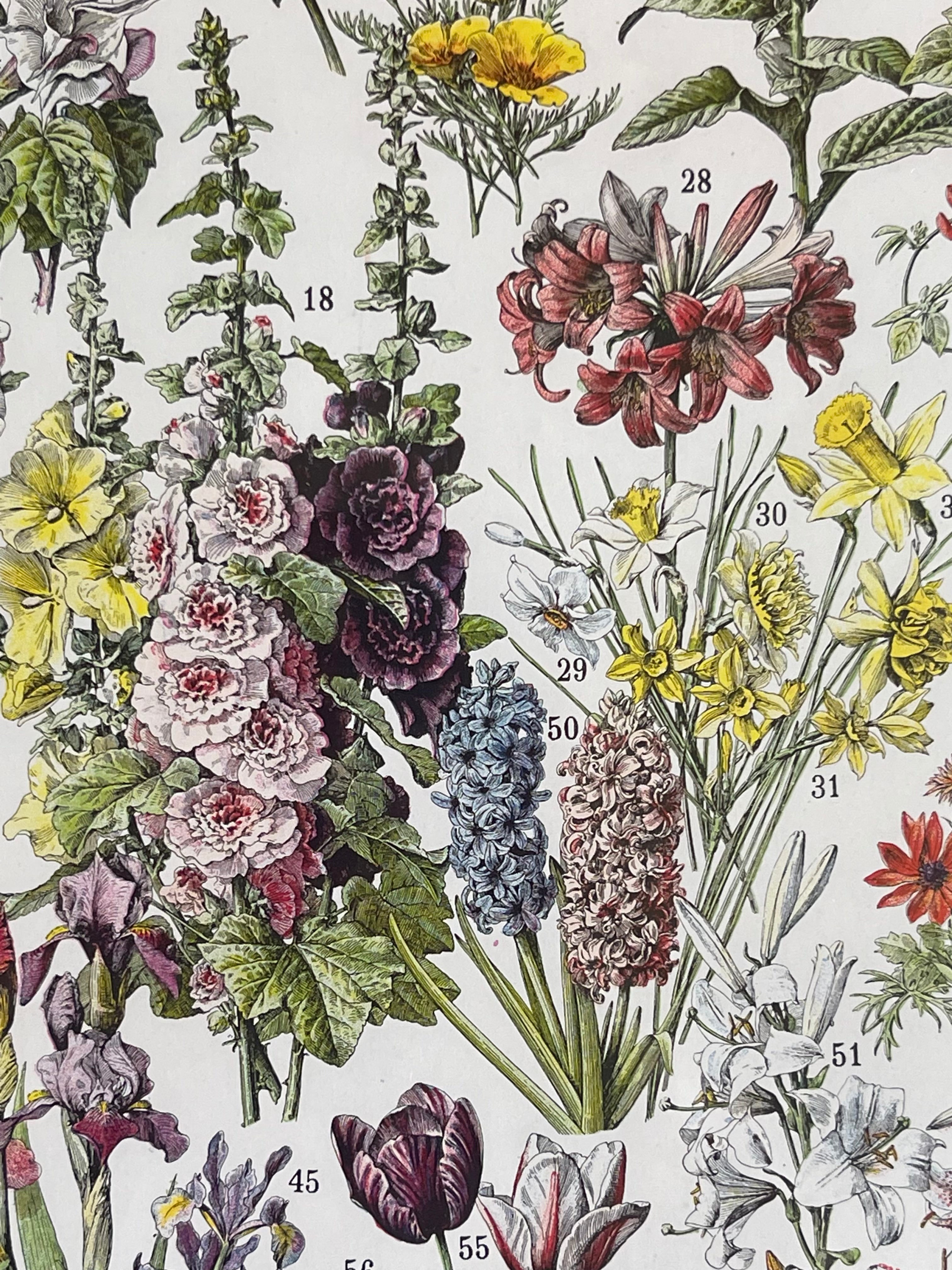 Fleurs Larousse; Hollyhocks