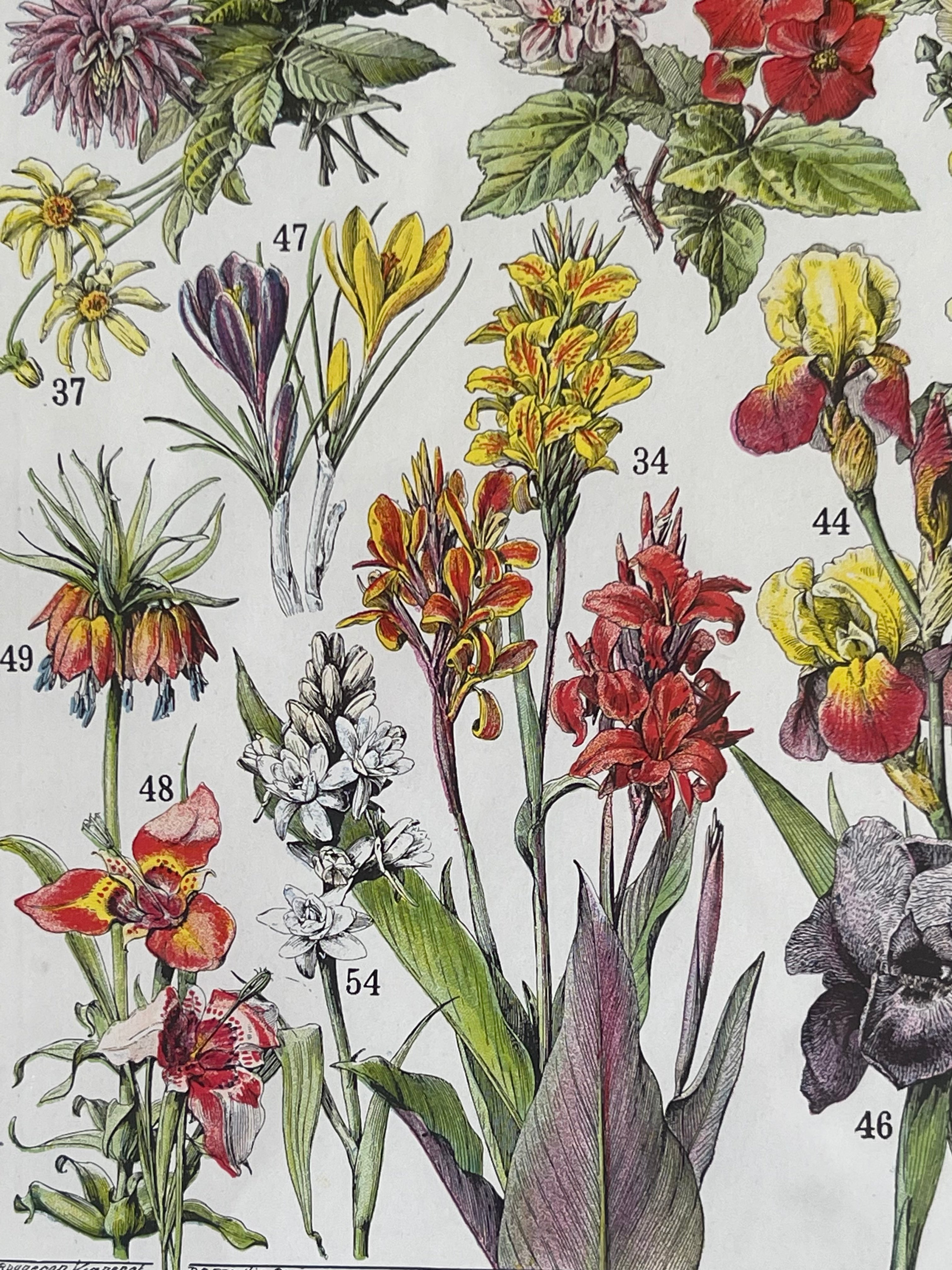 Fleurs Larousse; Hollyhocks