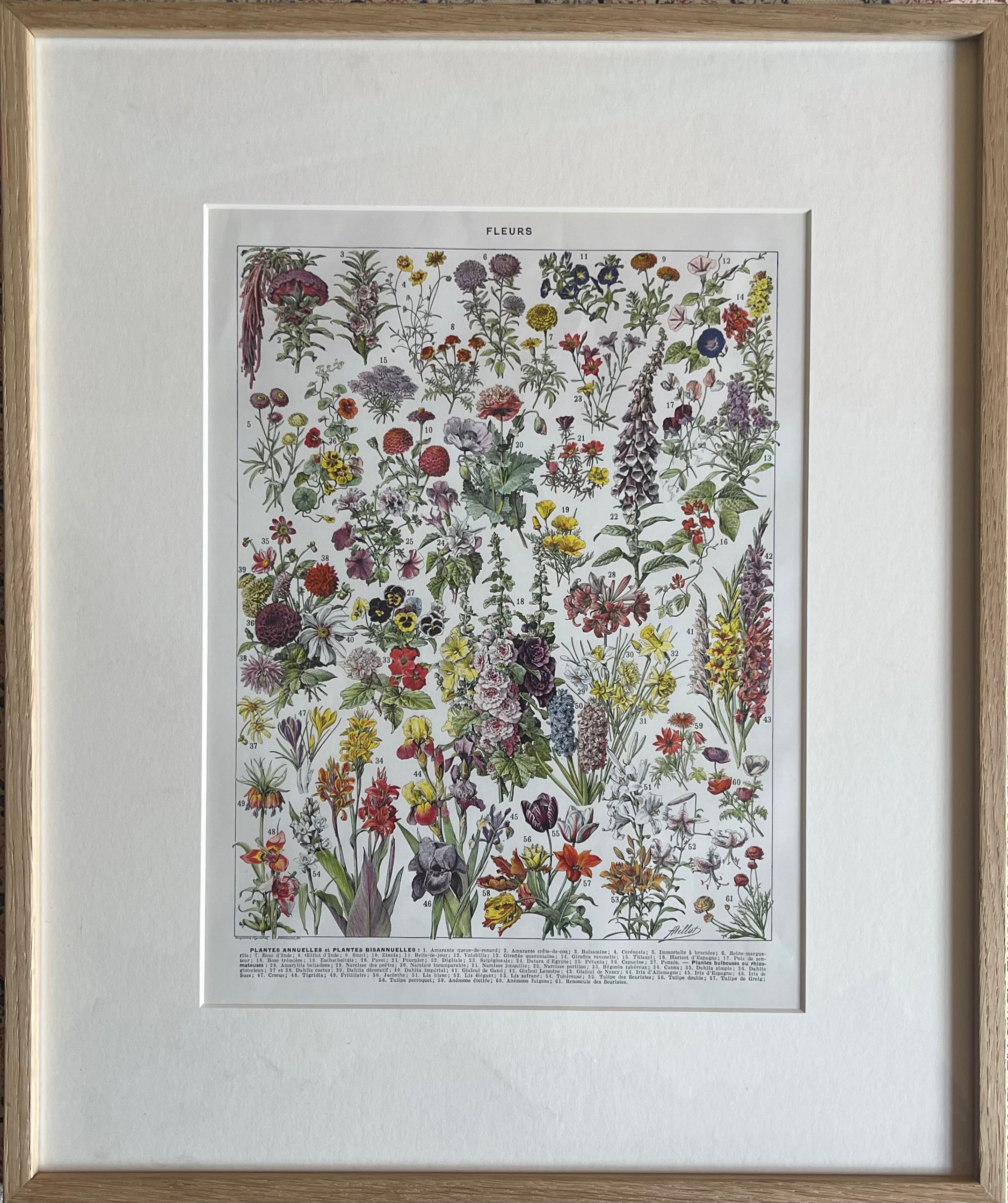 Fleurs Larousse; Hollyhocks