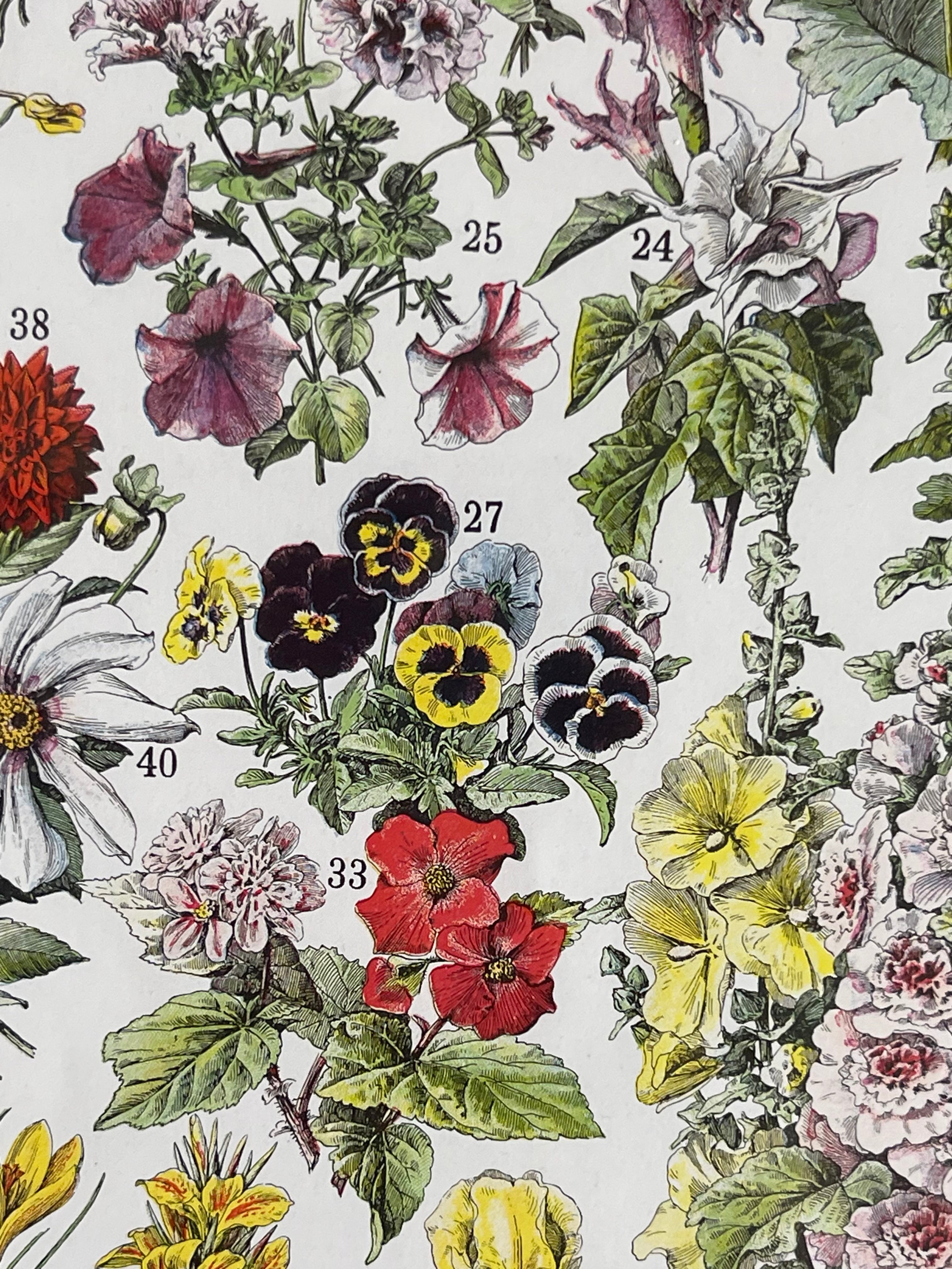 Fleurs Larousse; Hollyhocks