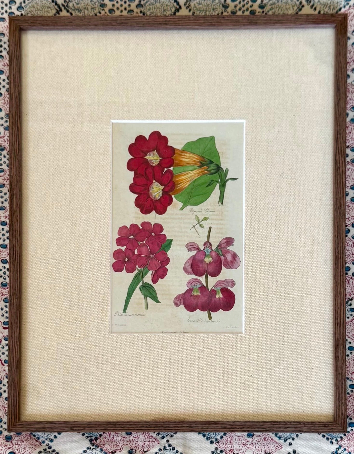 Floricultural Cabinet Prints