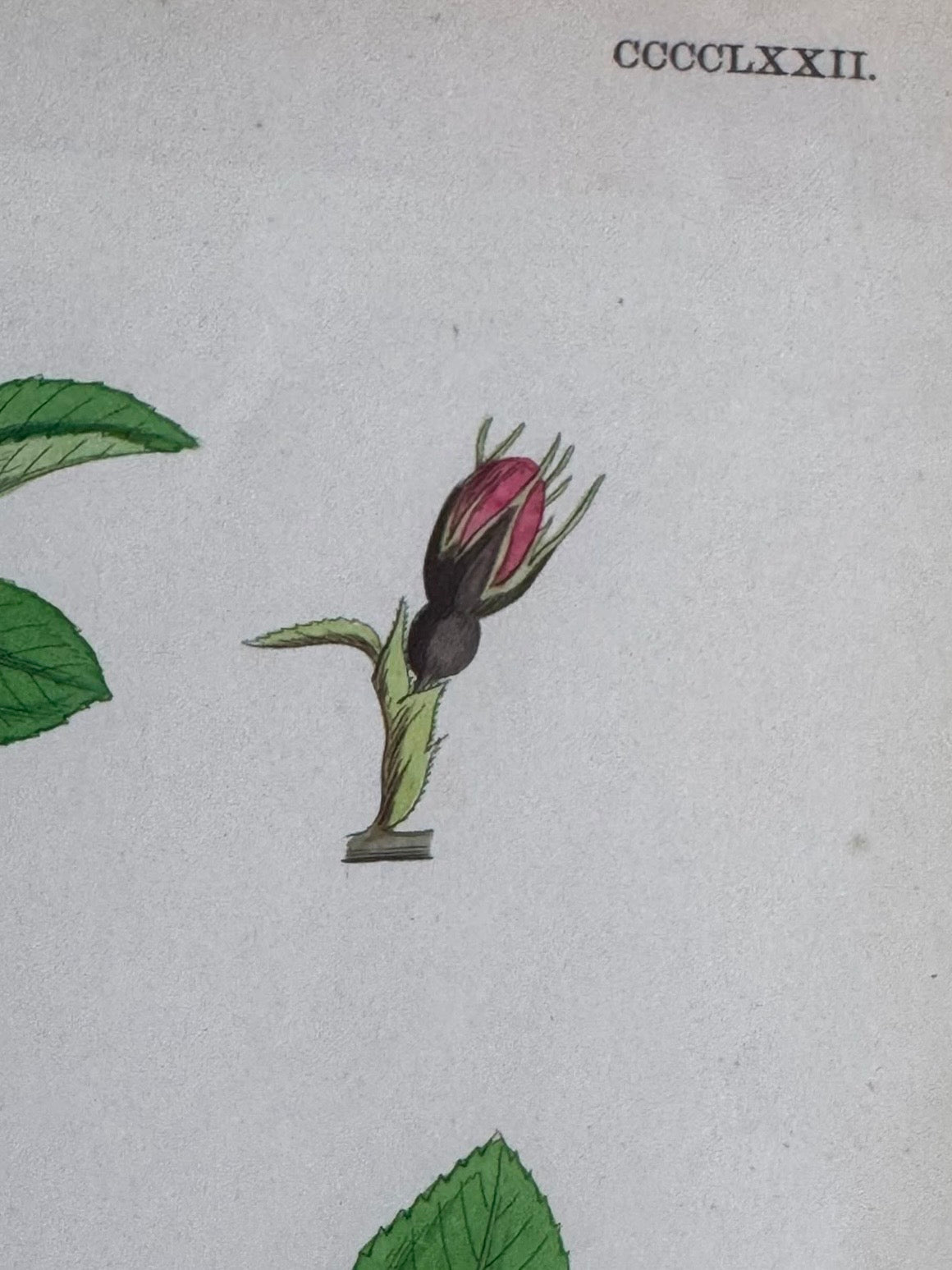 Victorian Illustration 1863