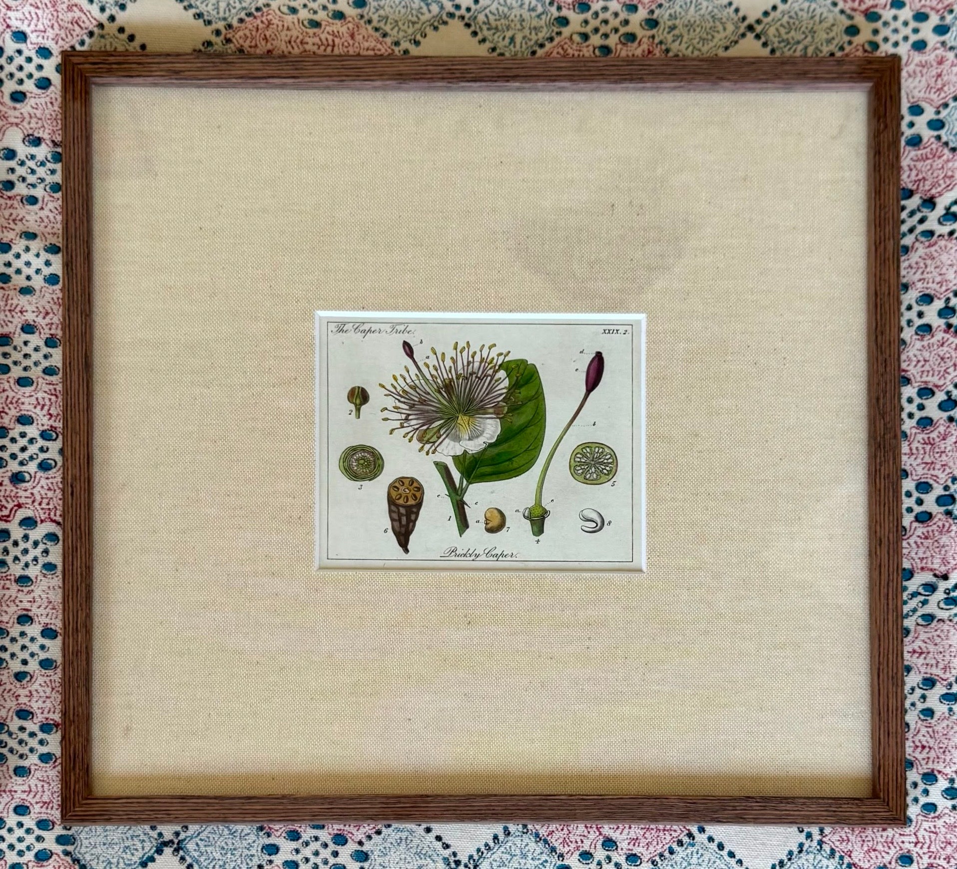 Small Hand Coloured 19th Century Botanical Prints