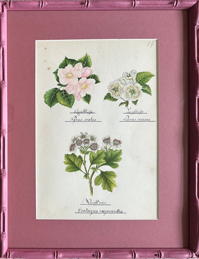 Nineteenth Century Floral Watercolours on Pink