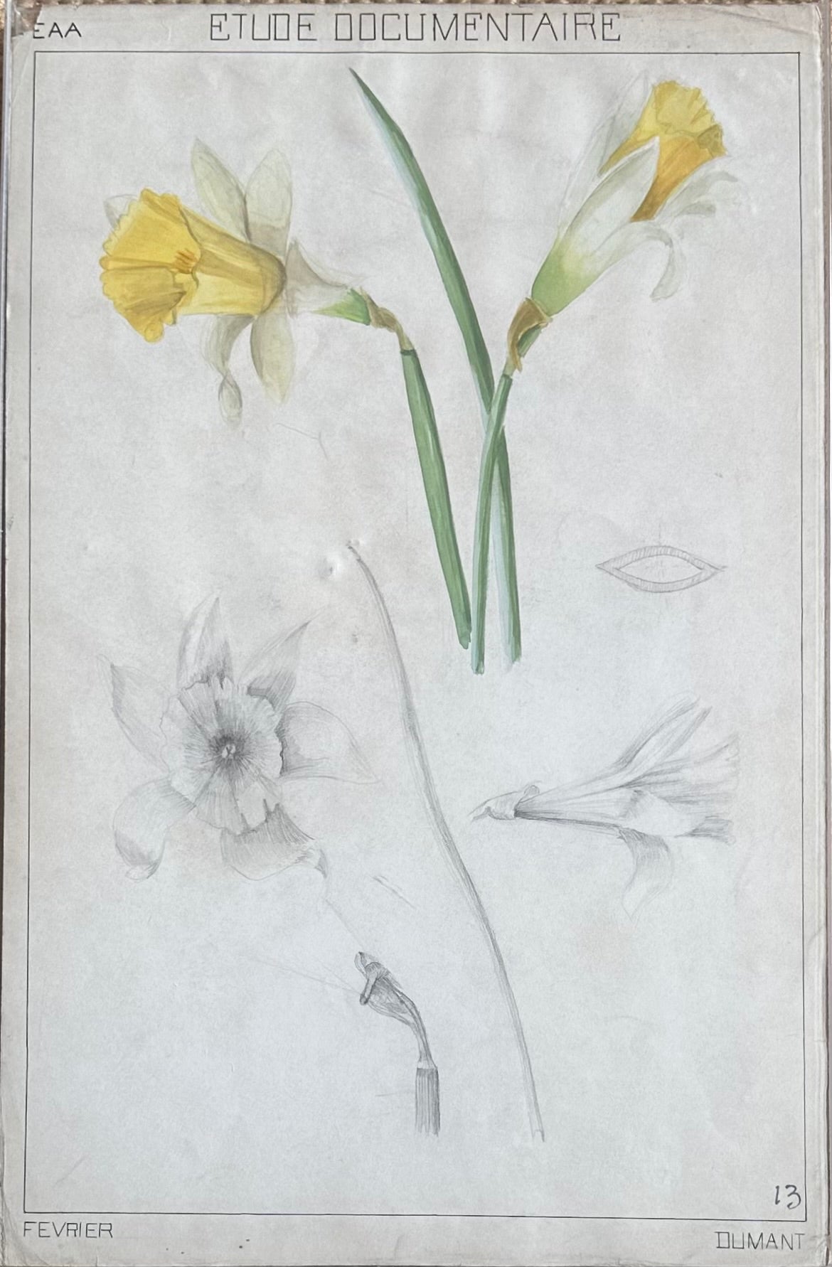 Daffodil Study