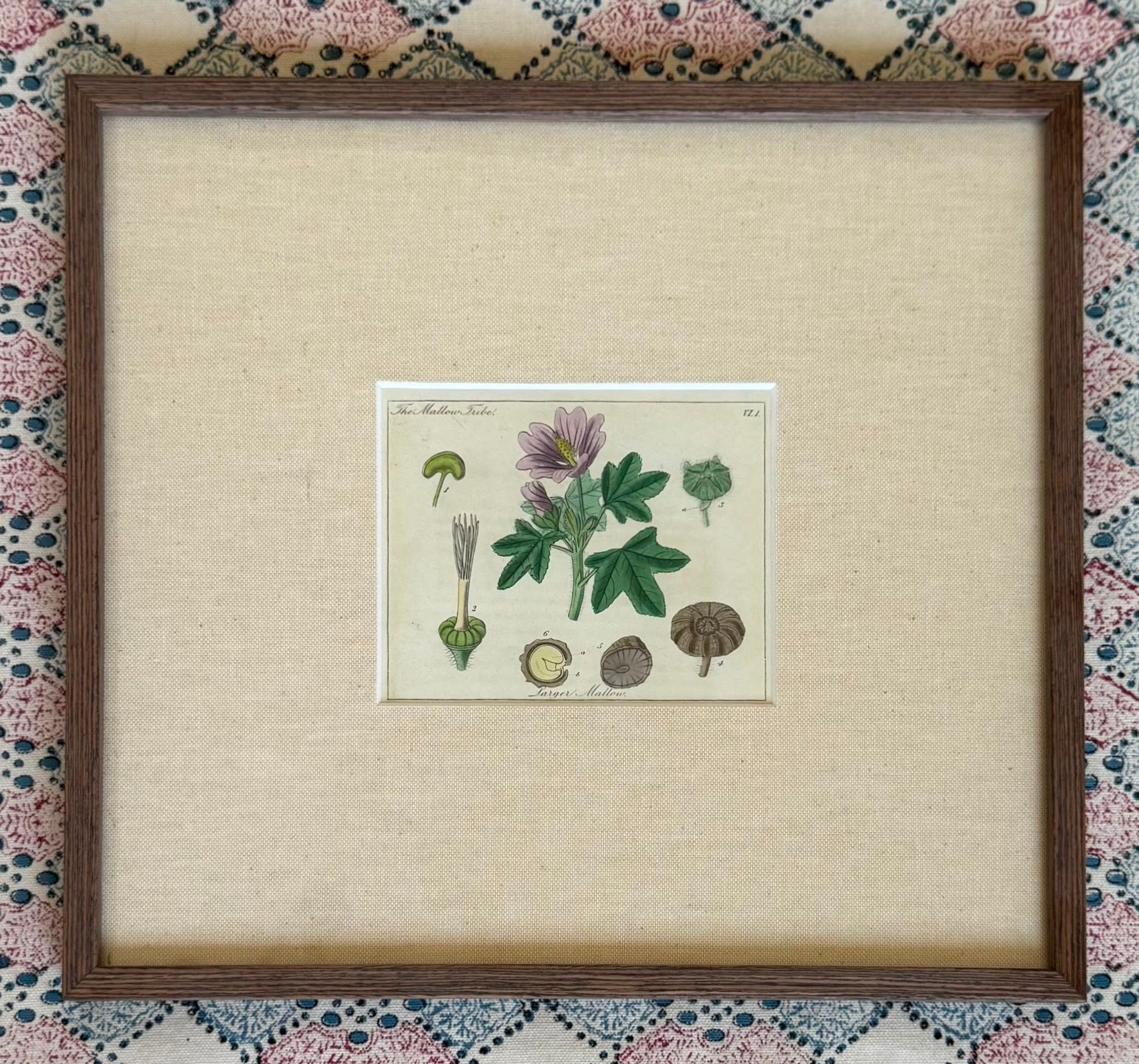 Small Hand Coloured 19th Century Botanical Prints