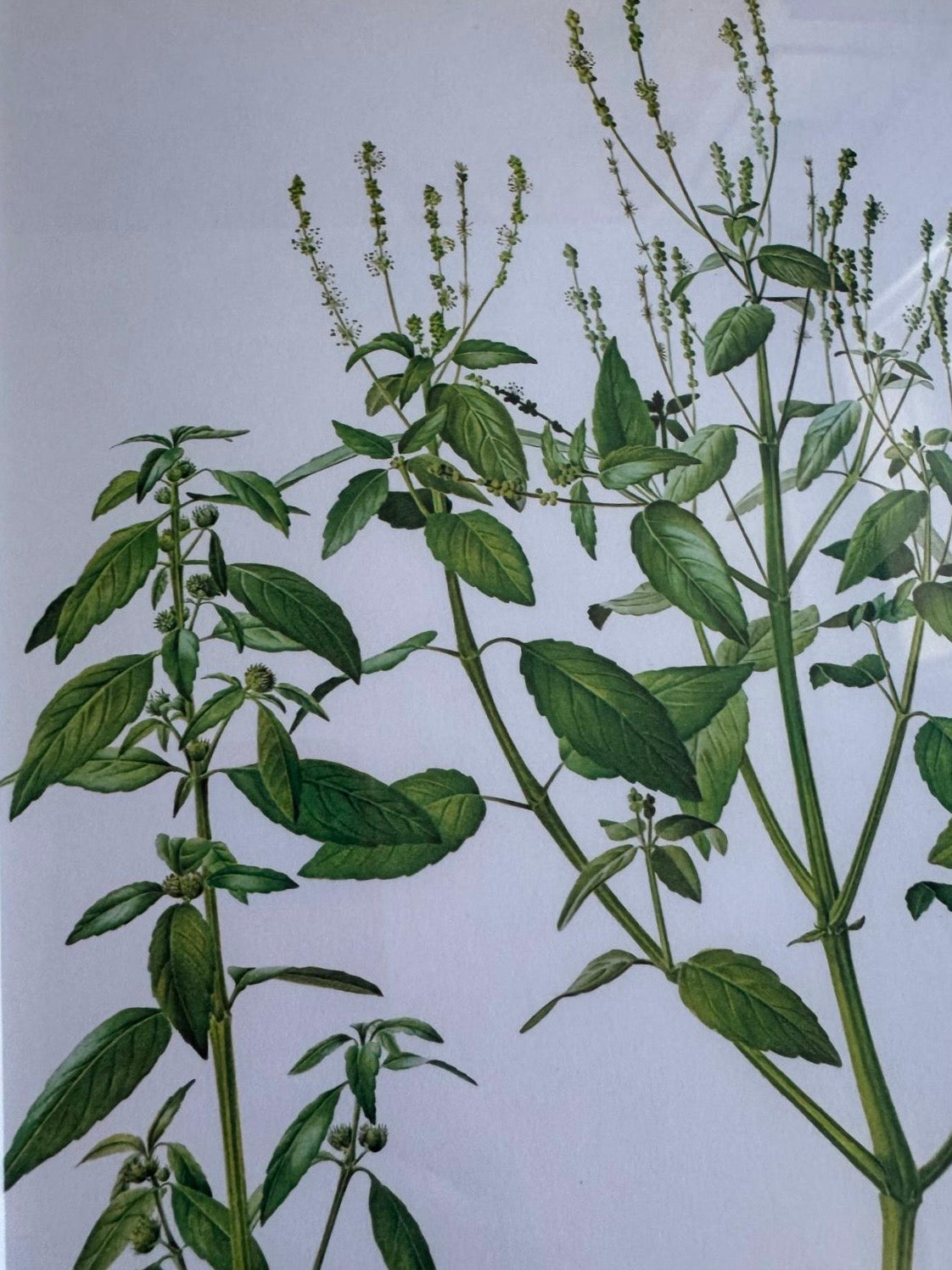 French Botanical Ilustration