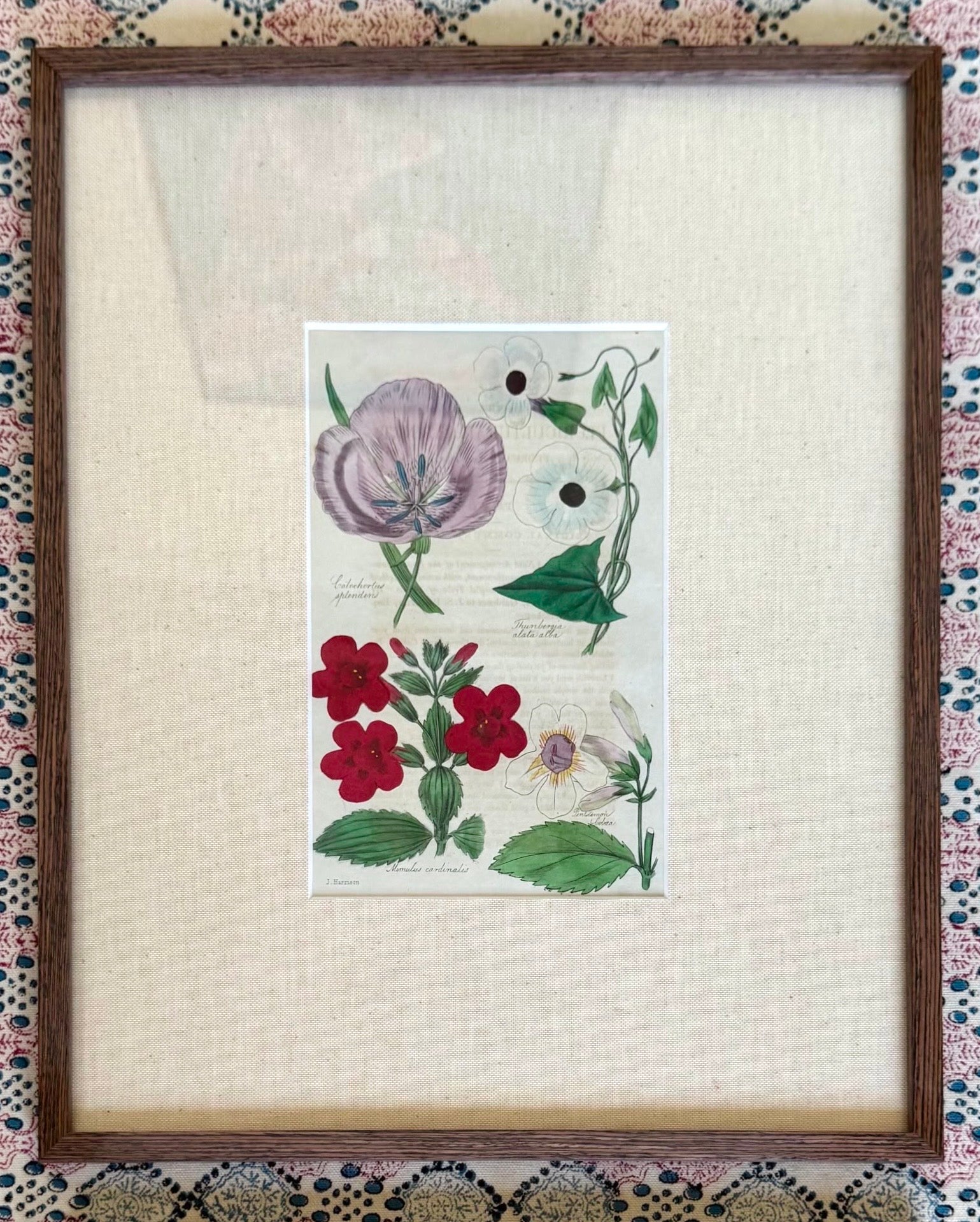 Floricultural Cabinet Prints