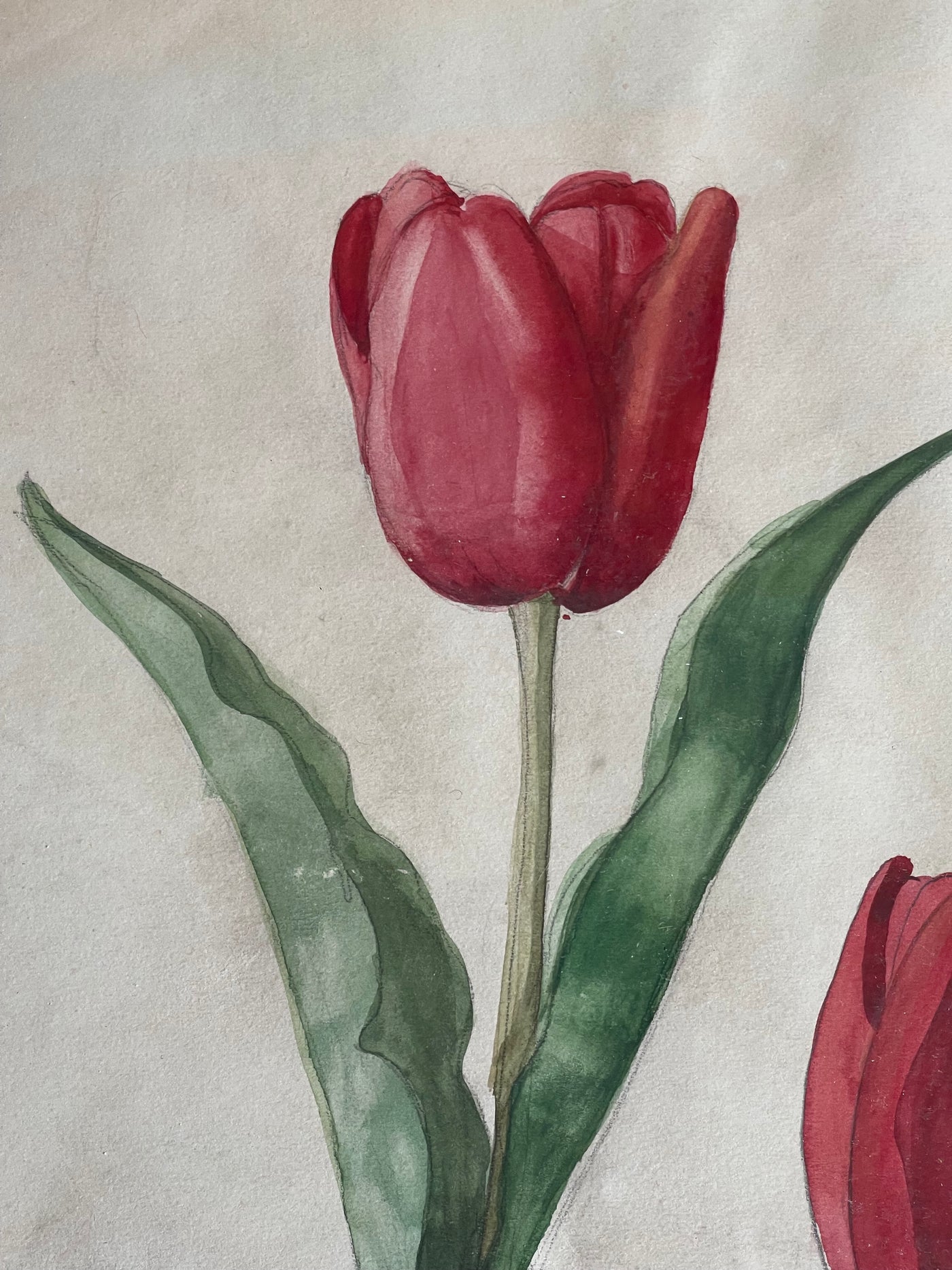 Tulip Study