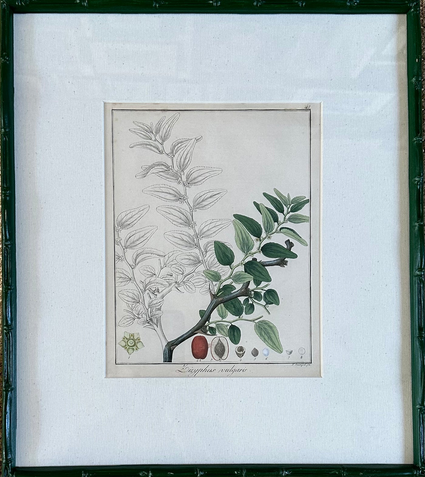 1853 Hand Coloured Botanical Prints Guimpel