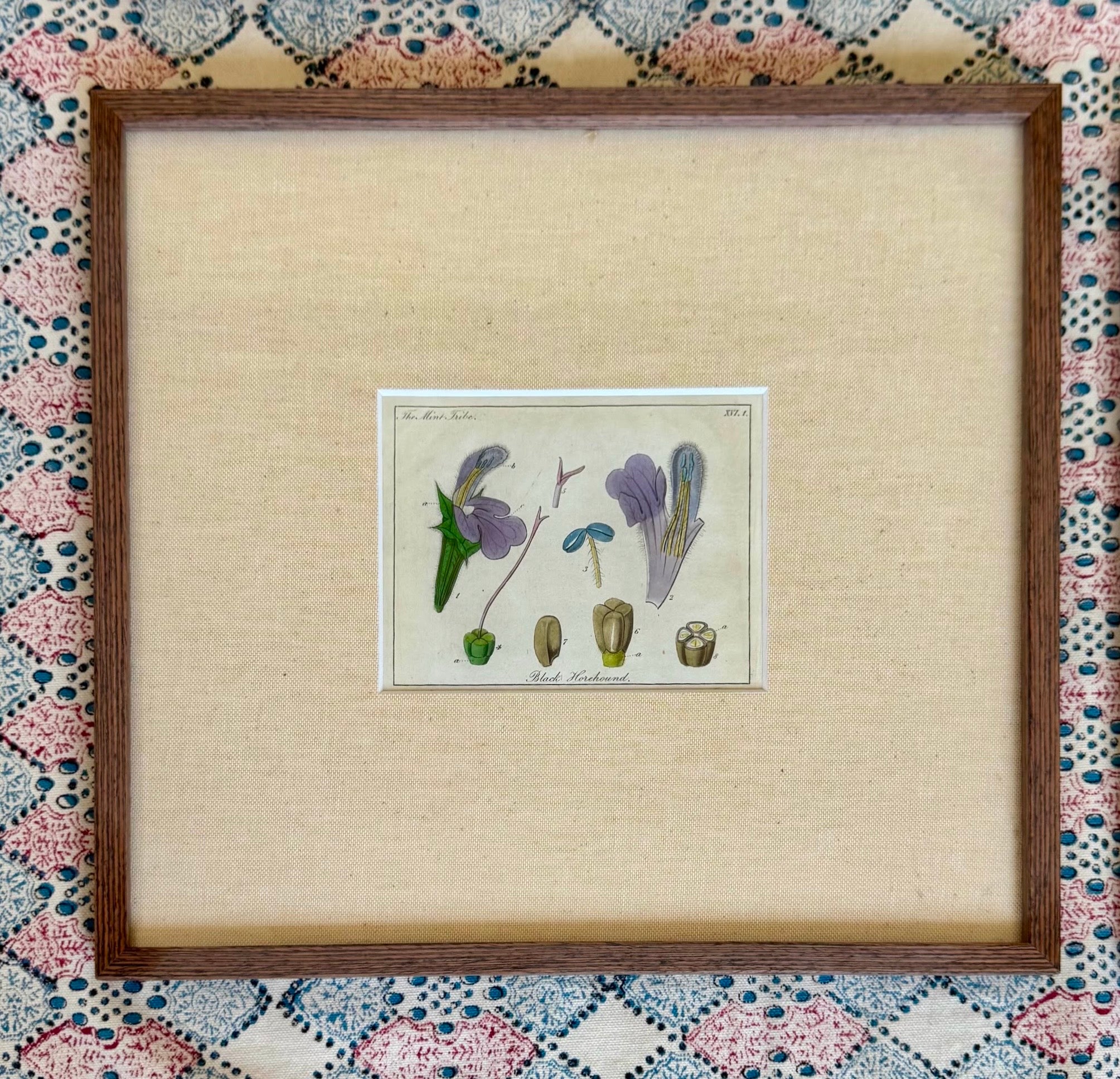 Small Hand Coloured 19th Century Botanical Prints