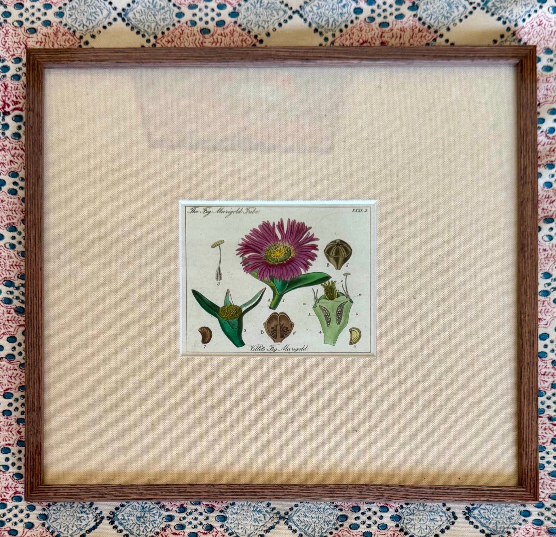 Small Hand Coloured 19th Century Botanical Prints