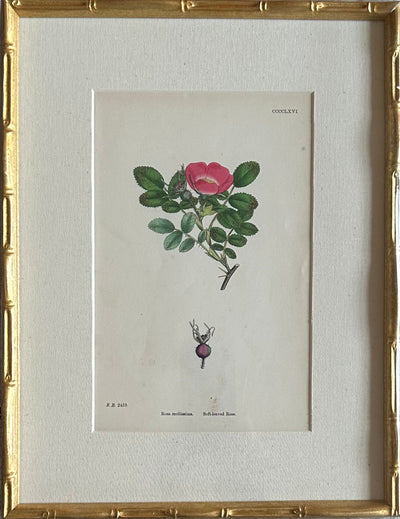 19th Century Roses