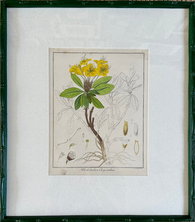 1853 Hand Coloured Botanical Prints Guimpel
