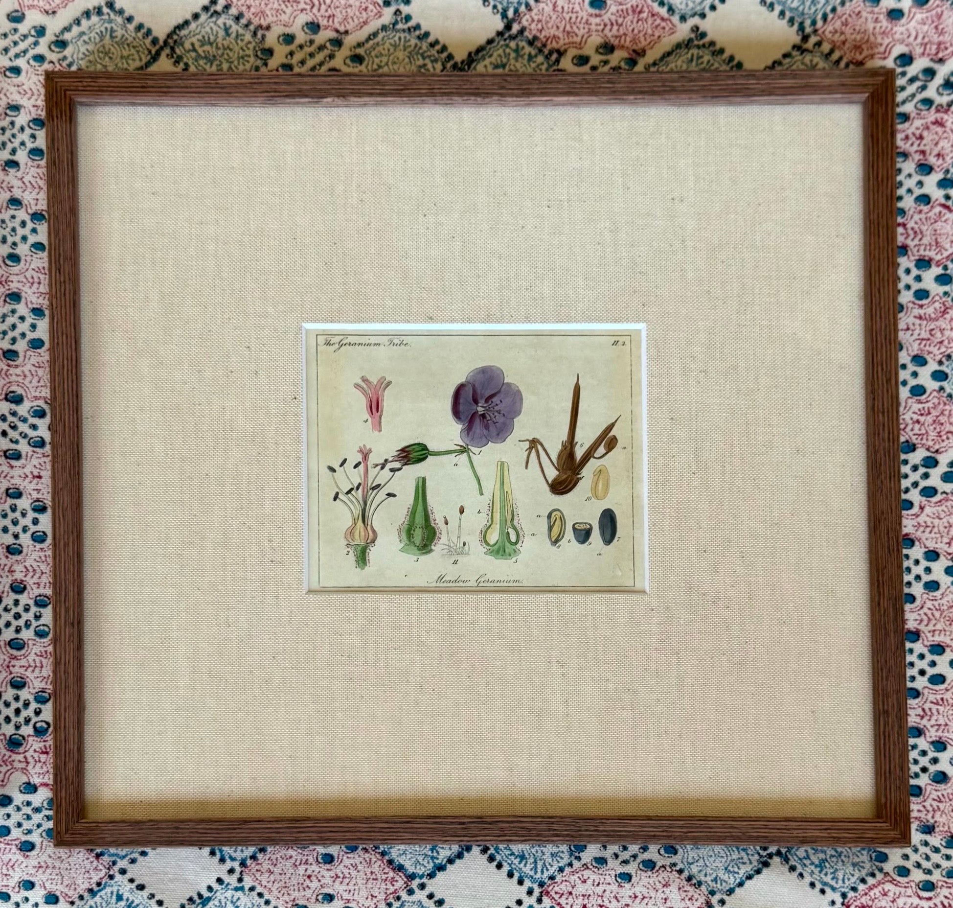 Small Hand Coloured 19th Century Botanical Prints
