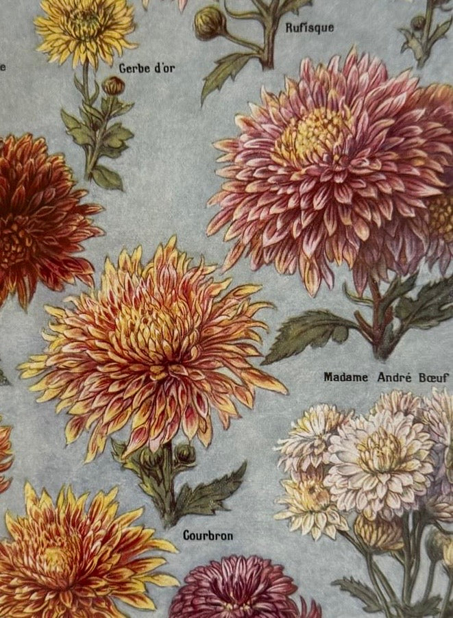 Chrysanthanums