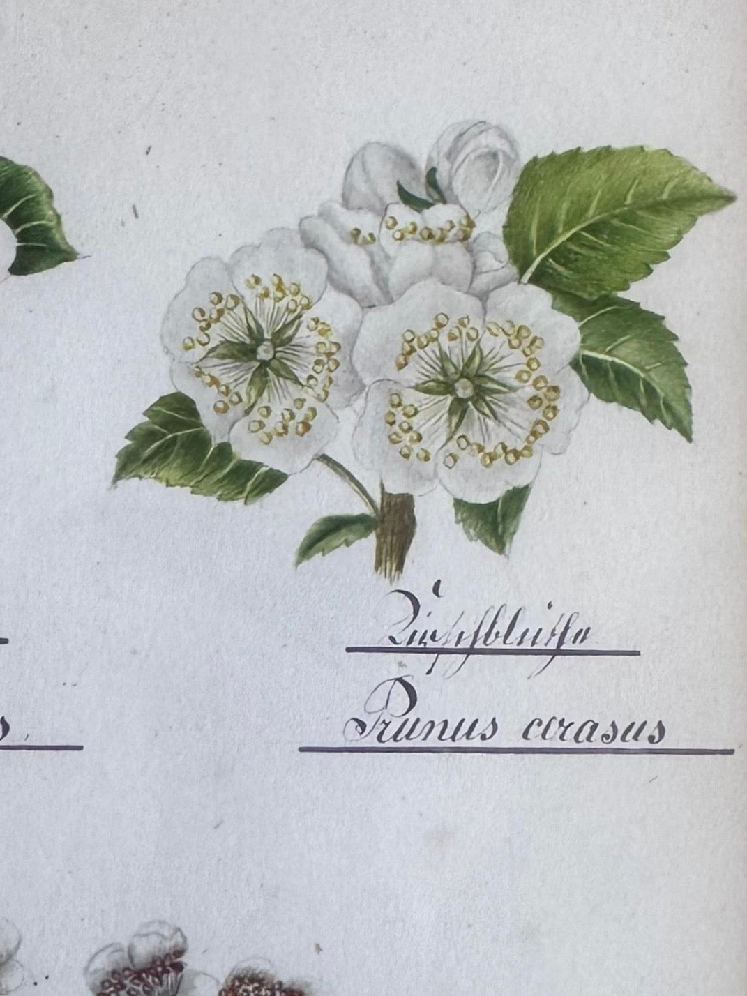 Nineteenth Century Floral Watercolour on Pink