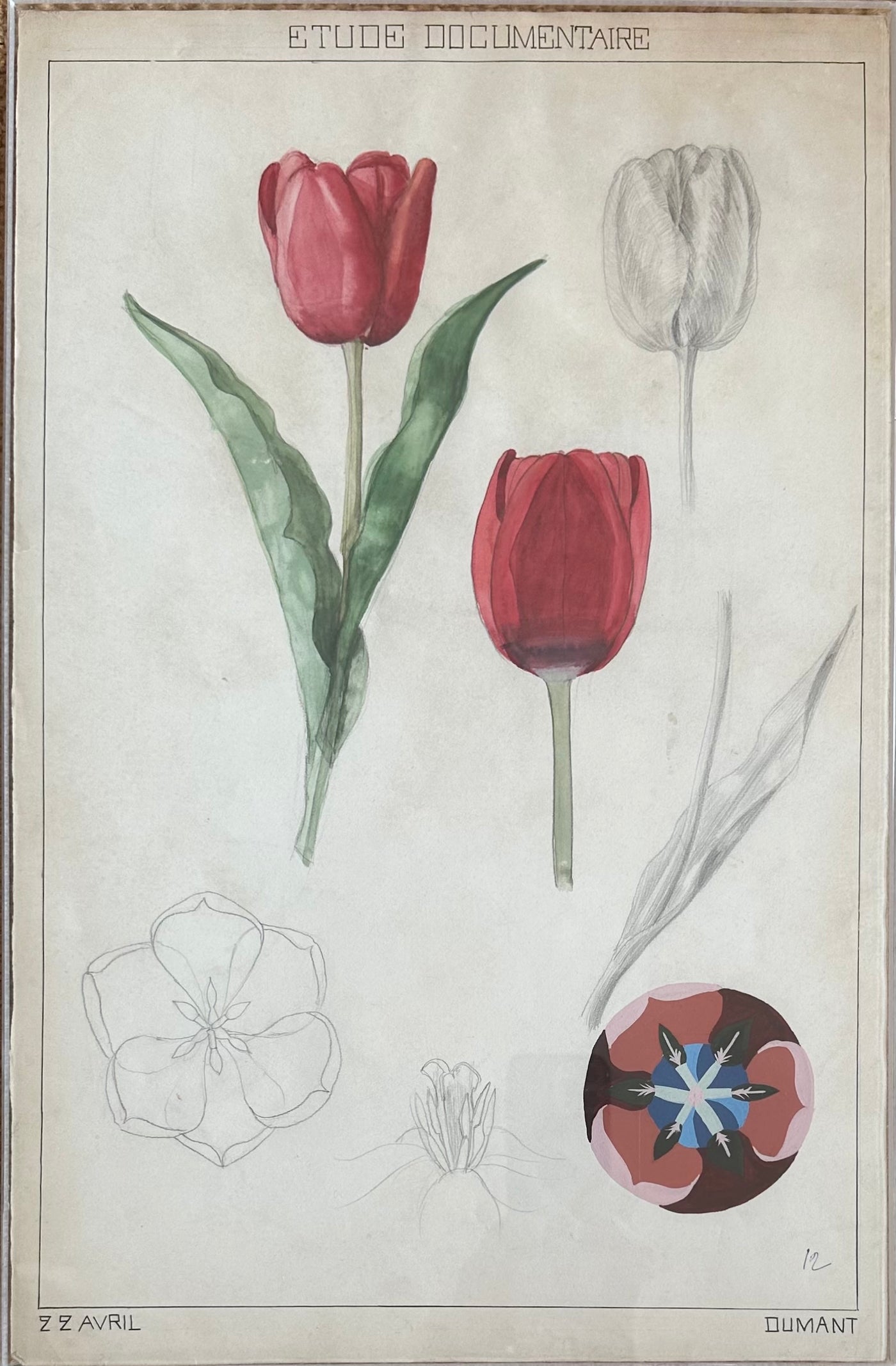 Tulip Study